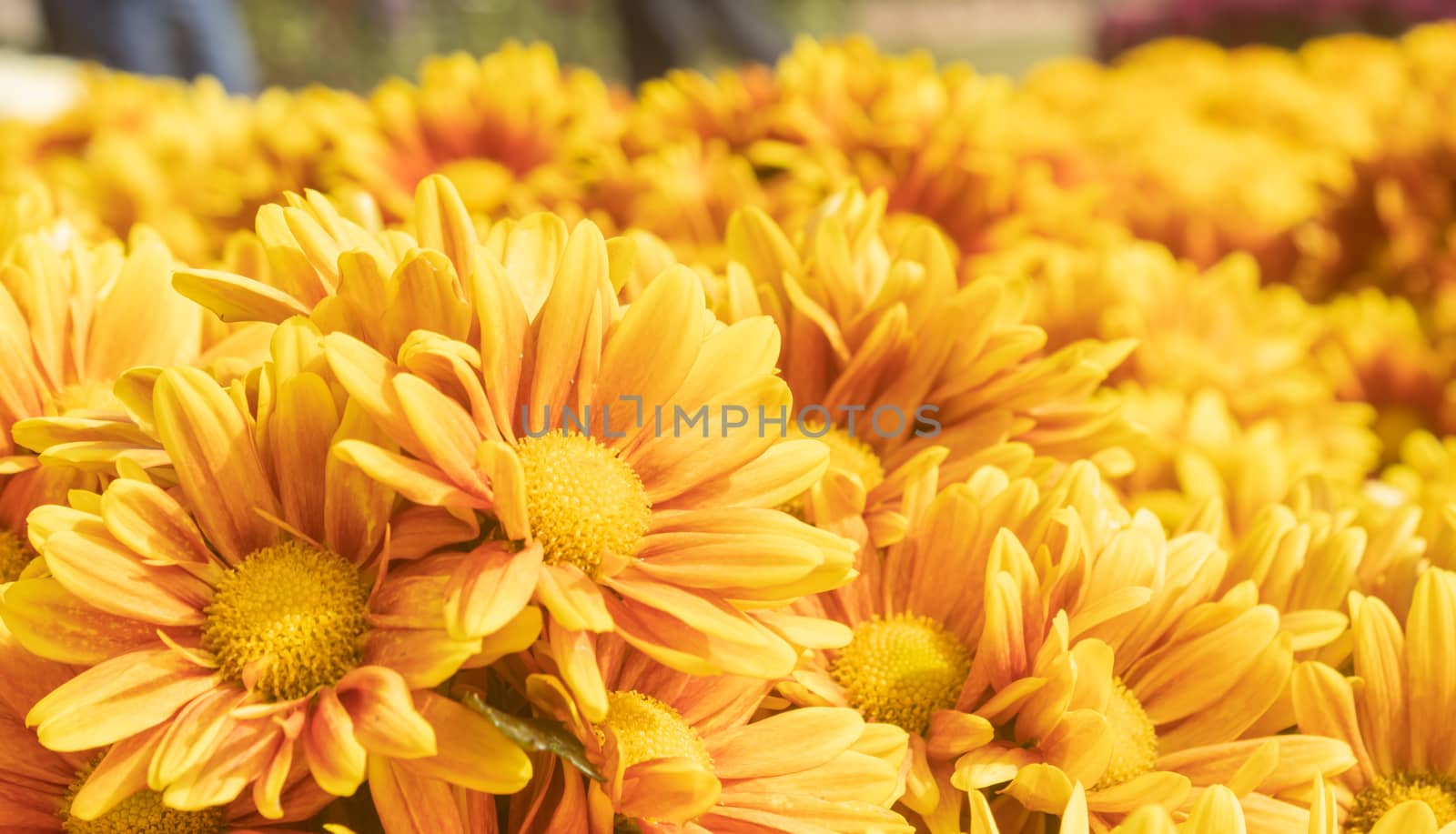 Orange Gerbera Daisy or Gerbera Flower in Garden with Natural Light in Left Frame and Low Angle View