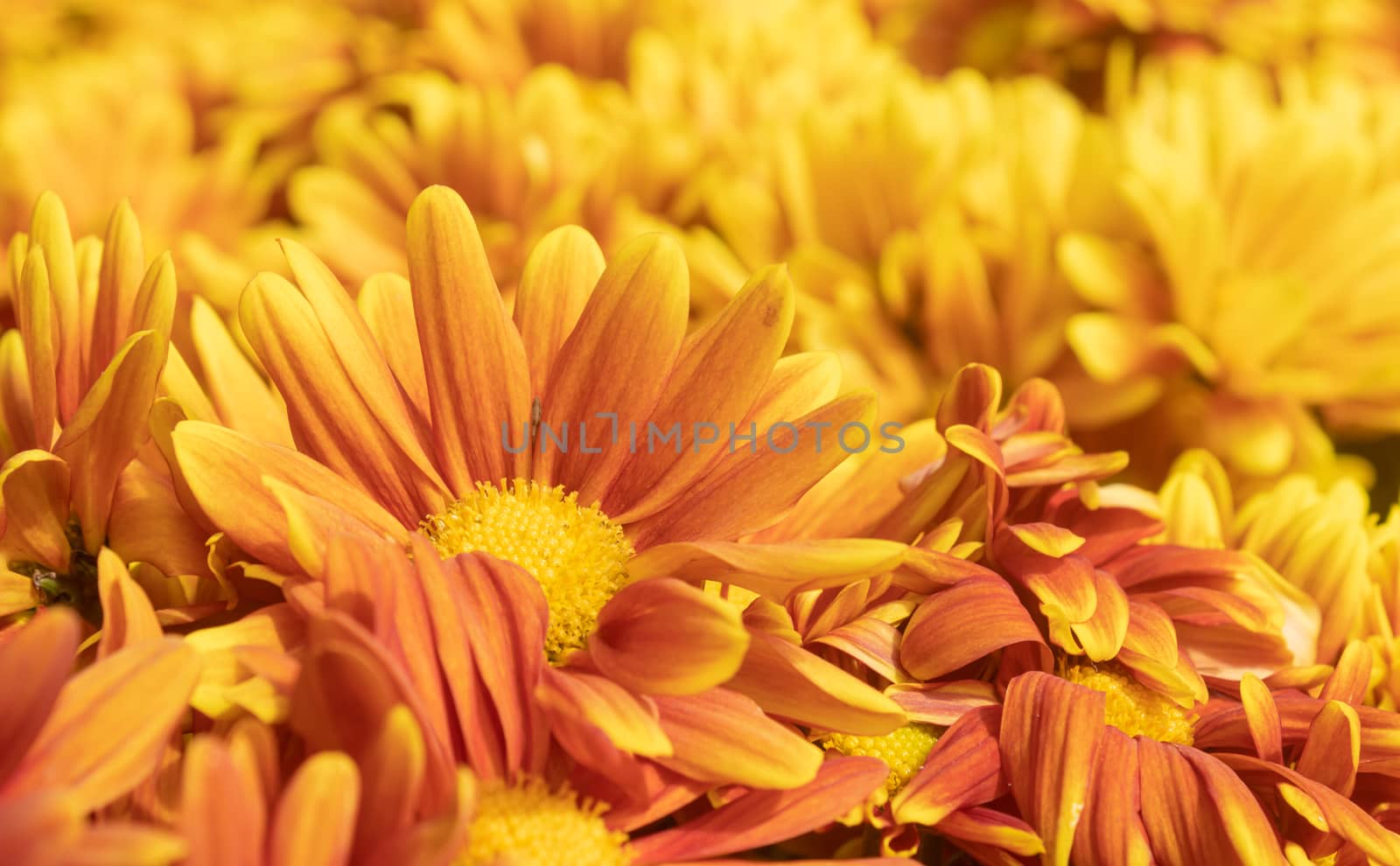 Orange Gerbera Daisy or Gerbera Flower in Garden with Natural Light in Low Angle View