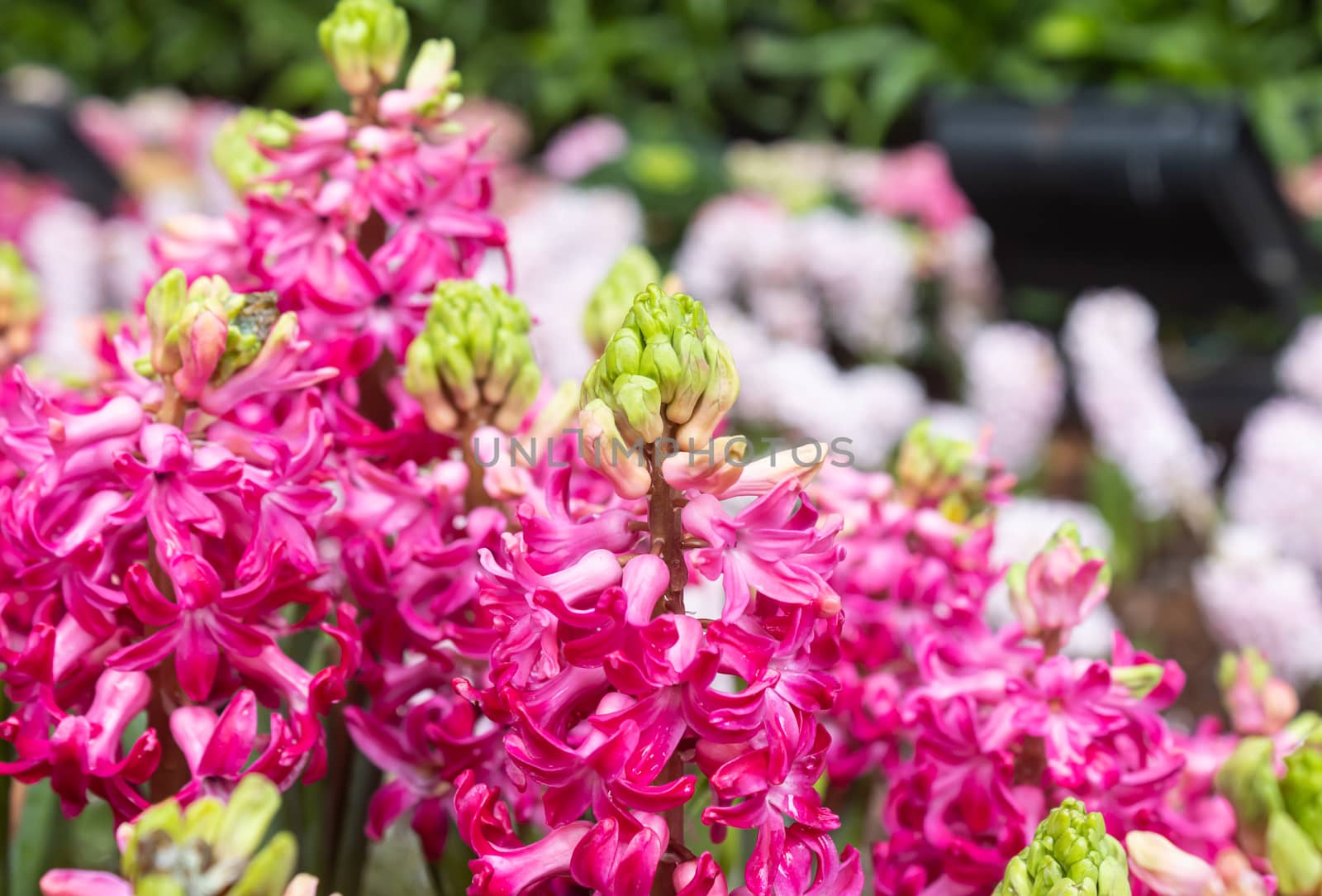 Magenta Hyacinth Flower in Garden by steafpong