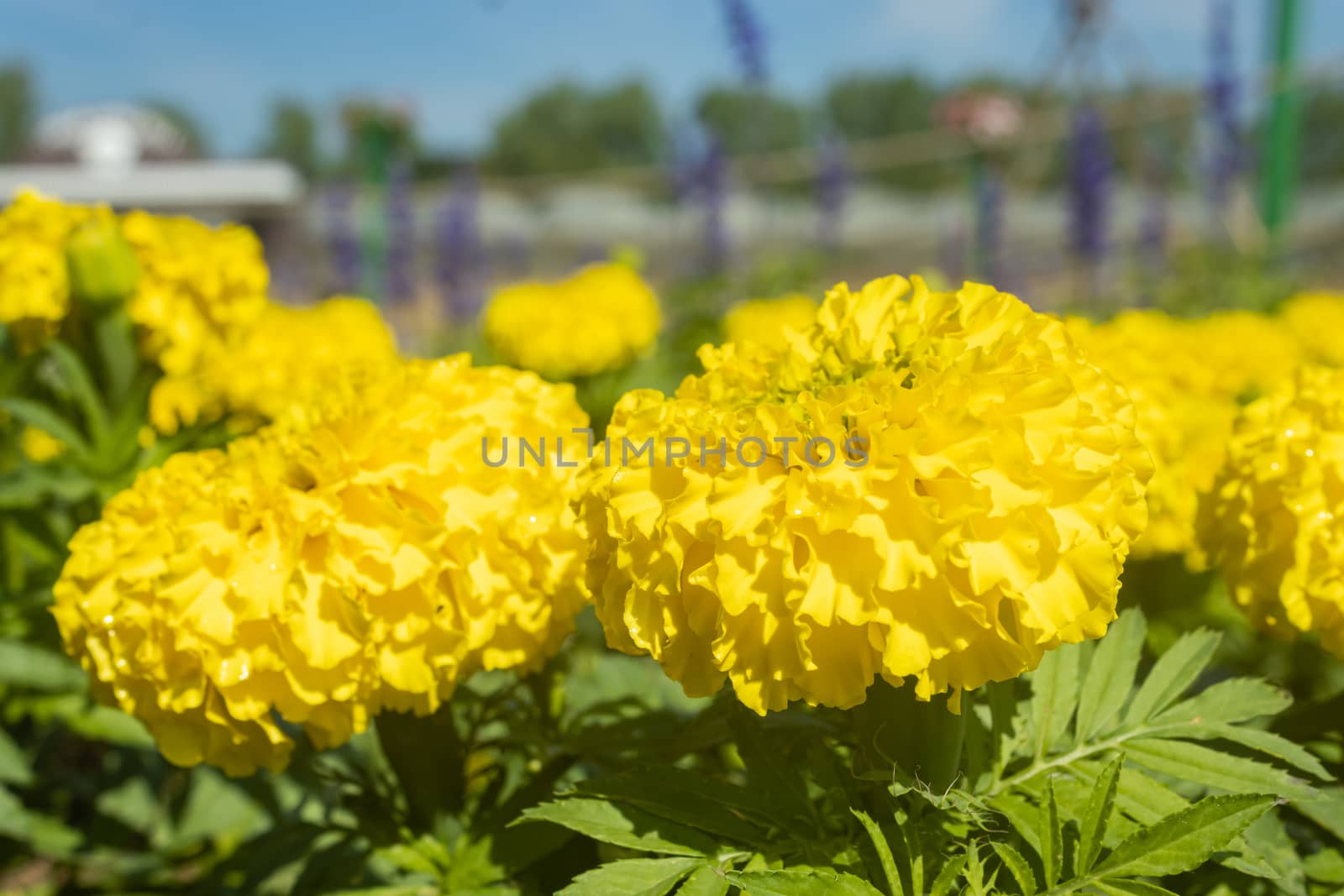 Yellow Marigold Flower with Green Leaves and Natural Light in Garden