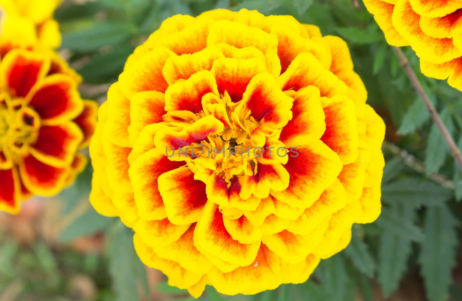 Orange Yellow Marigold Flowers in Garden Center by steafpong