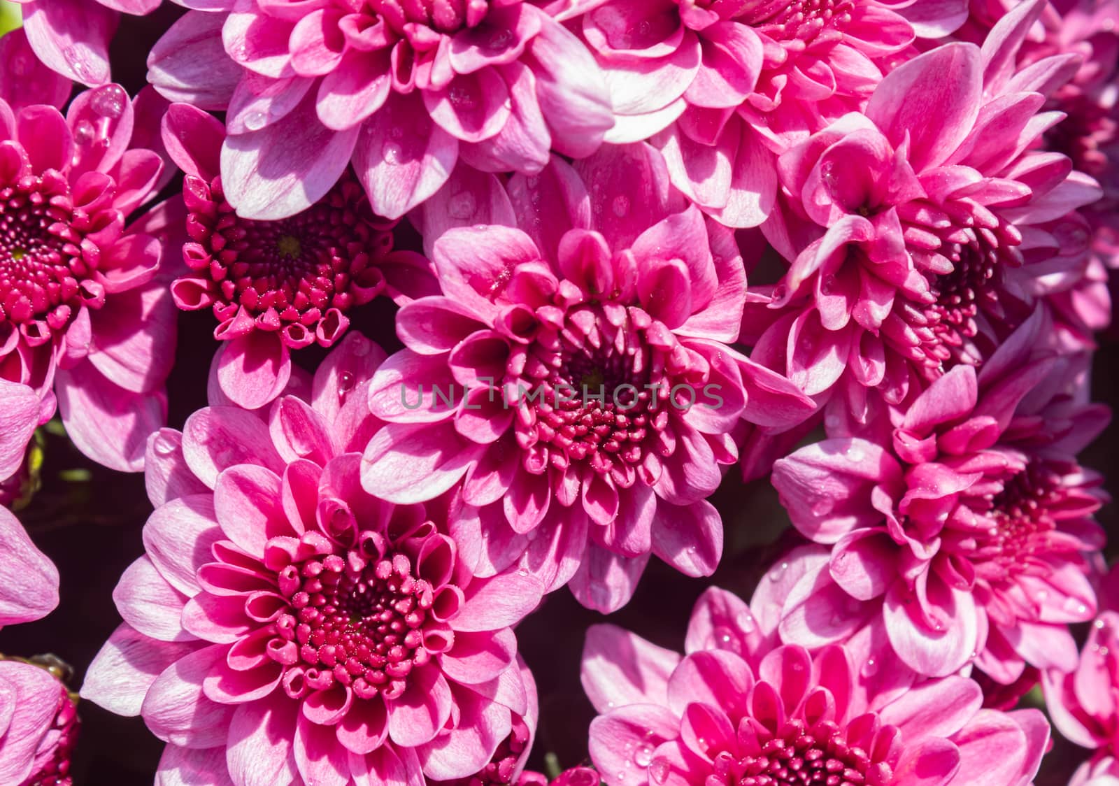 Magenta Pink Chrysanthemum or Mums Flowers in Garden with Natural Light Background in Zoom View