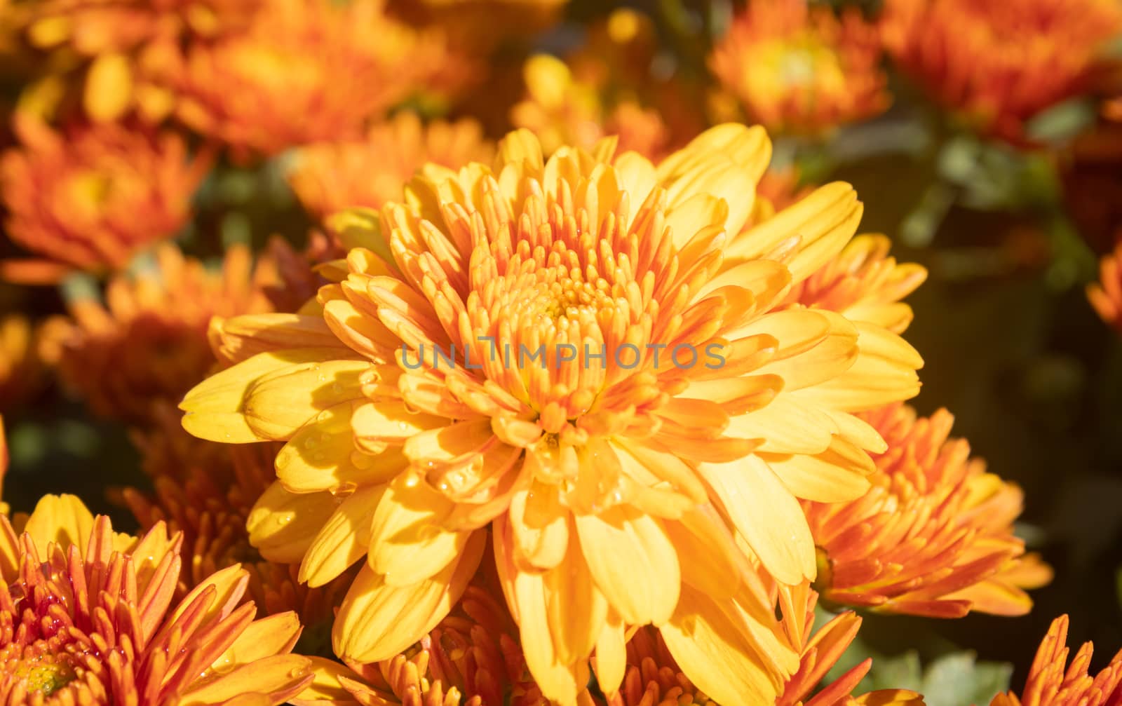 Orange Chrysanthemum or Mums Flowers on Green Leaves Background in Garden with Natural Light on Center Frame