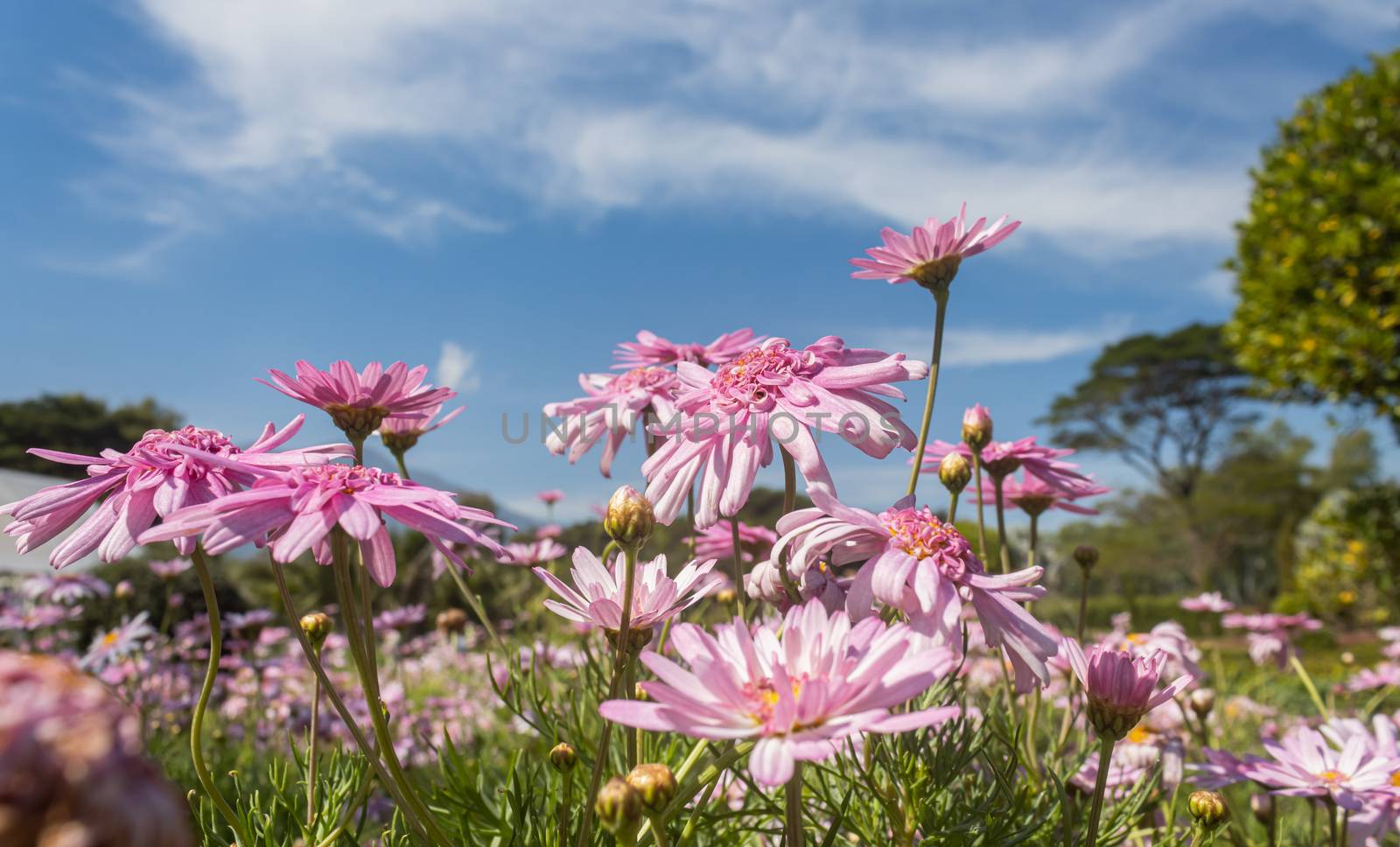 Pink Chrysanthemum or Mums Flowers with Natural Light in Garden on Blue Sky Background