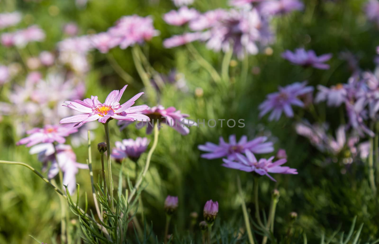 Pink Chrysanthemum or Mums Flowers with Natural Light on Left Vi by steafpong