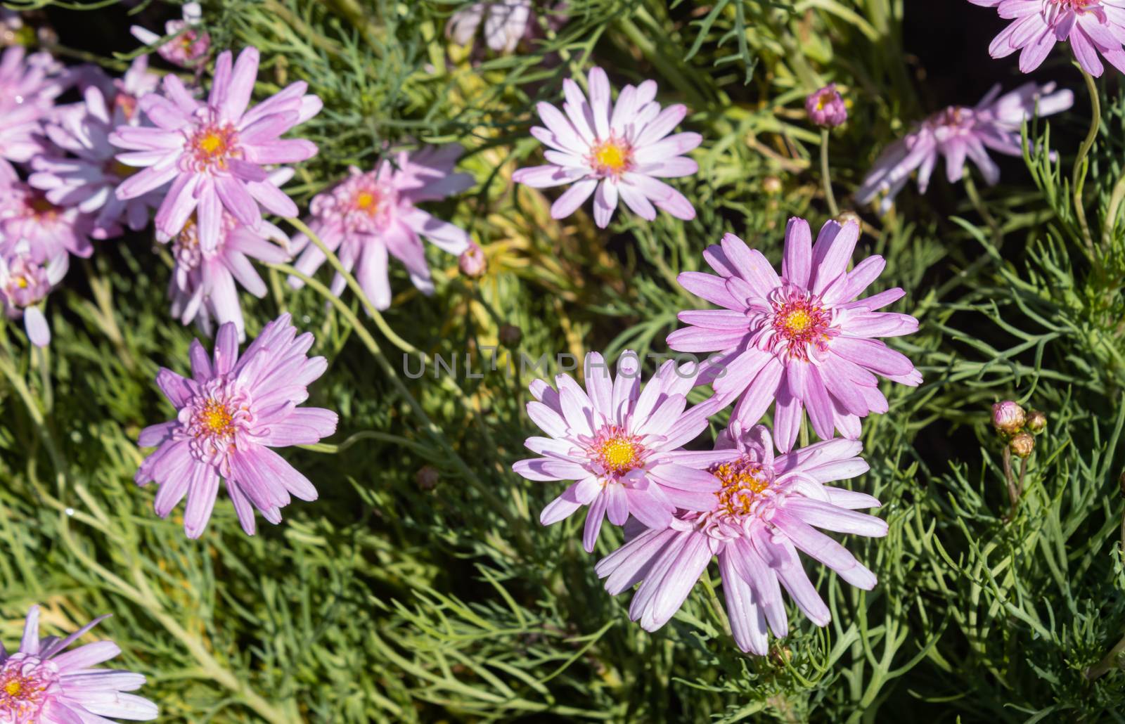 Pink Chrysanthemum or Mums Flowers with Natural Light on Wide An by steafpong