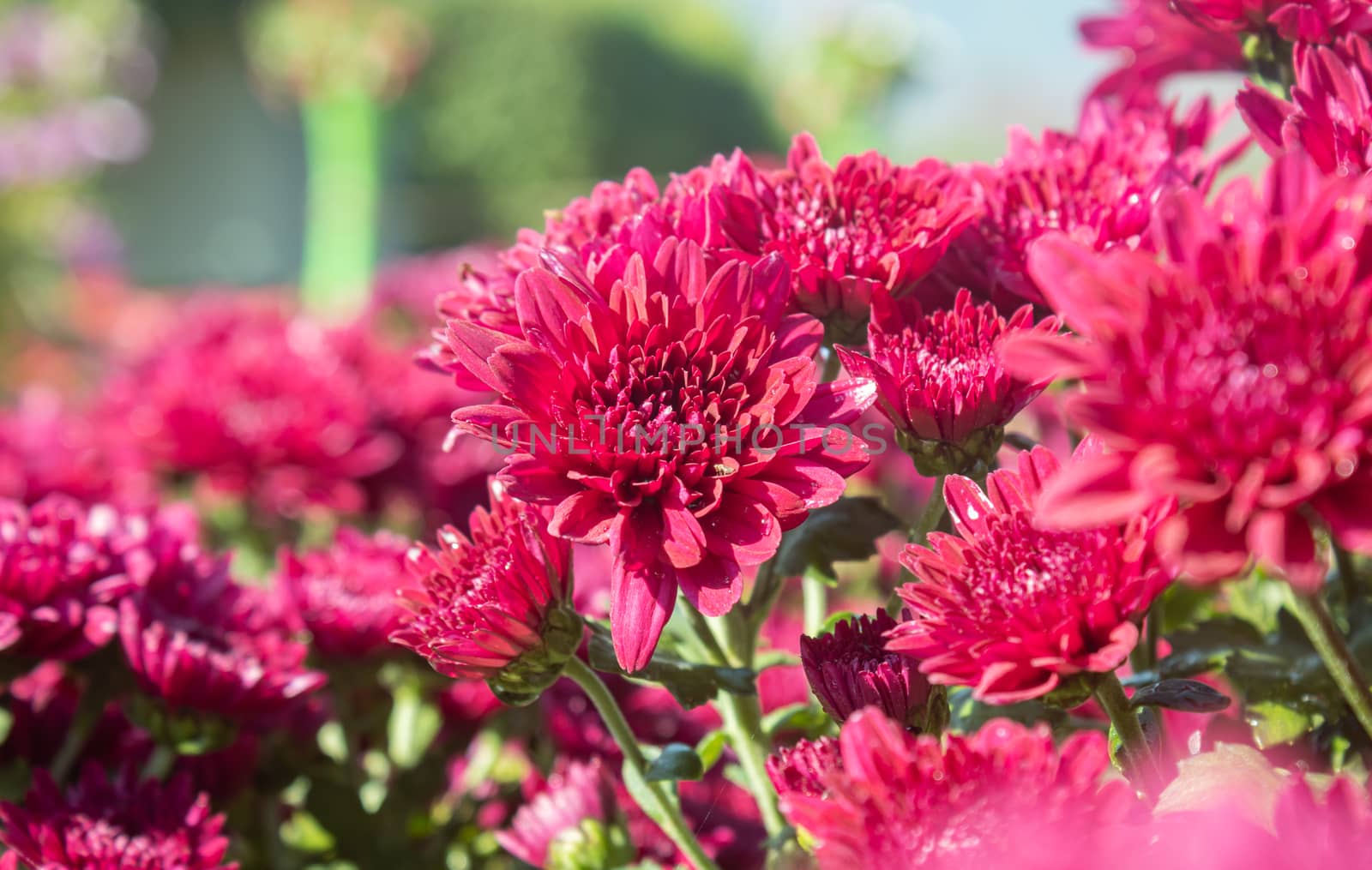 Red Chrysanthemum or Mums Flowers in Garden by steafpong