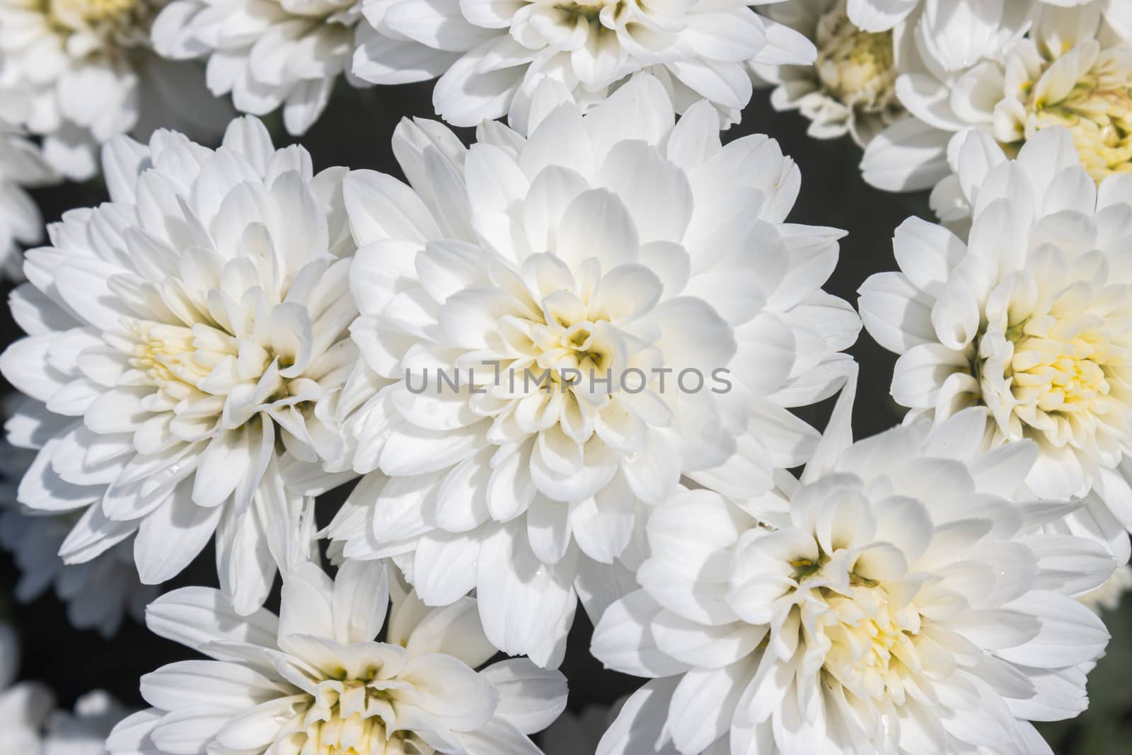 White Chrysanthemum or Mums Flowers in Garden with Natural Light on Top View