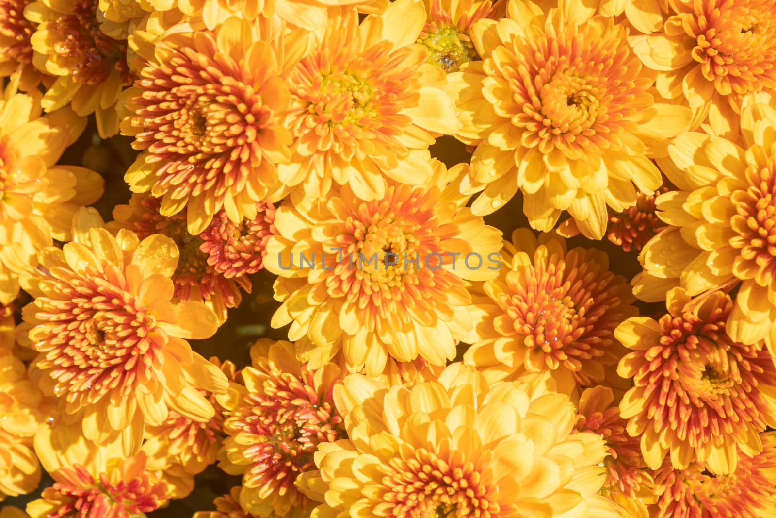 Yellow Orange Chrysanthemum or Mums Flowers in Garden with Natural Light Background