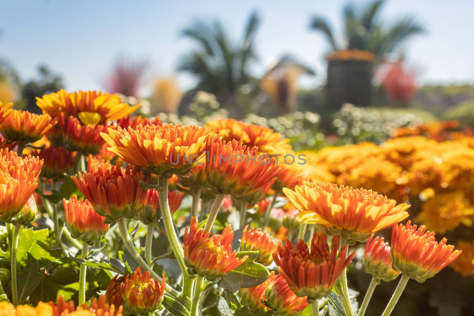Yellow Orange Chrysanthemum or Mums Flowers in Garden with Natural Light on Side View