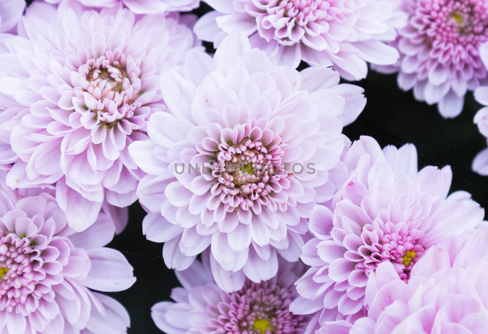 Ligth purple or violet Mum flowers in garden. Beautiful Mum flowers background. Mum flower for design or decoration. Cute Mum flowers 
for love scene.