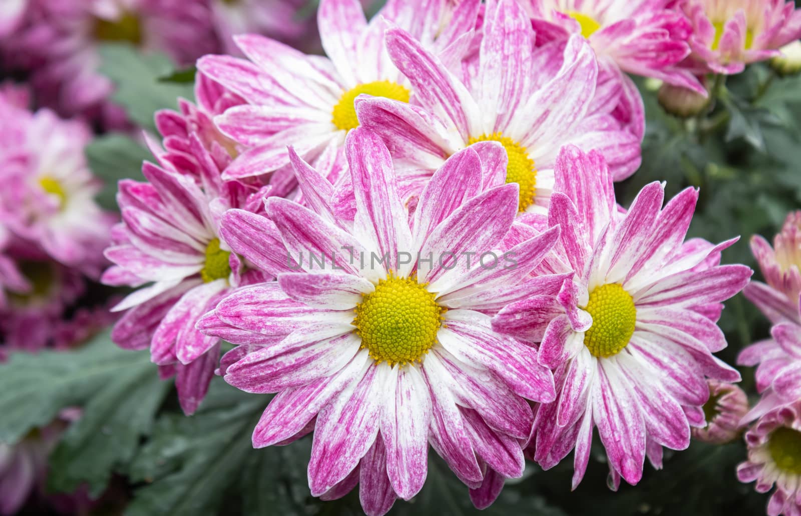 Purple Chrysanthemum Flower and Green Leaves in Garden in Zoom V by steafpong