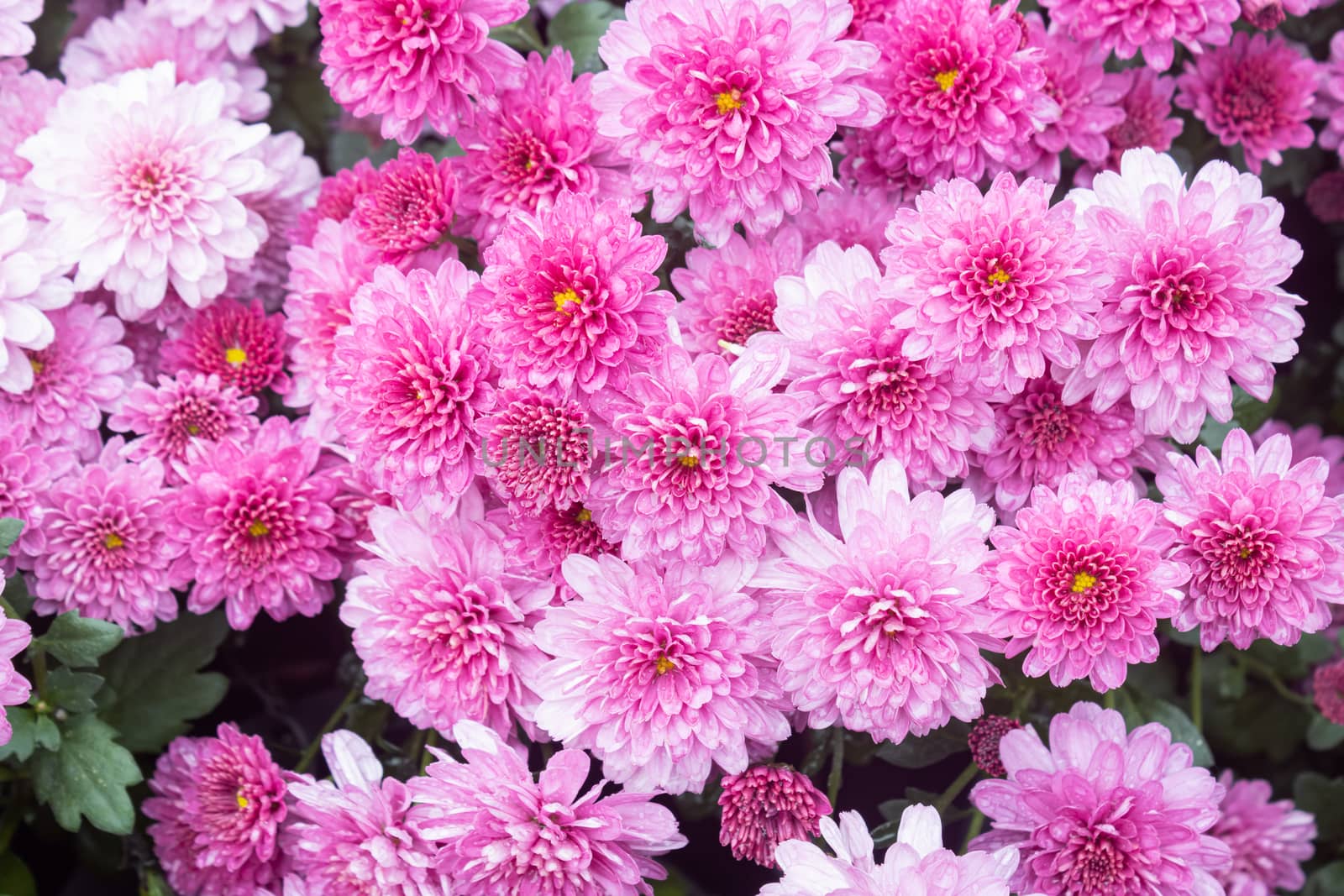 Purple or Violet Chrysanthemum Flower and Water Drop with Natural Light