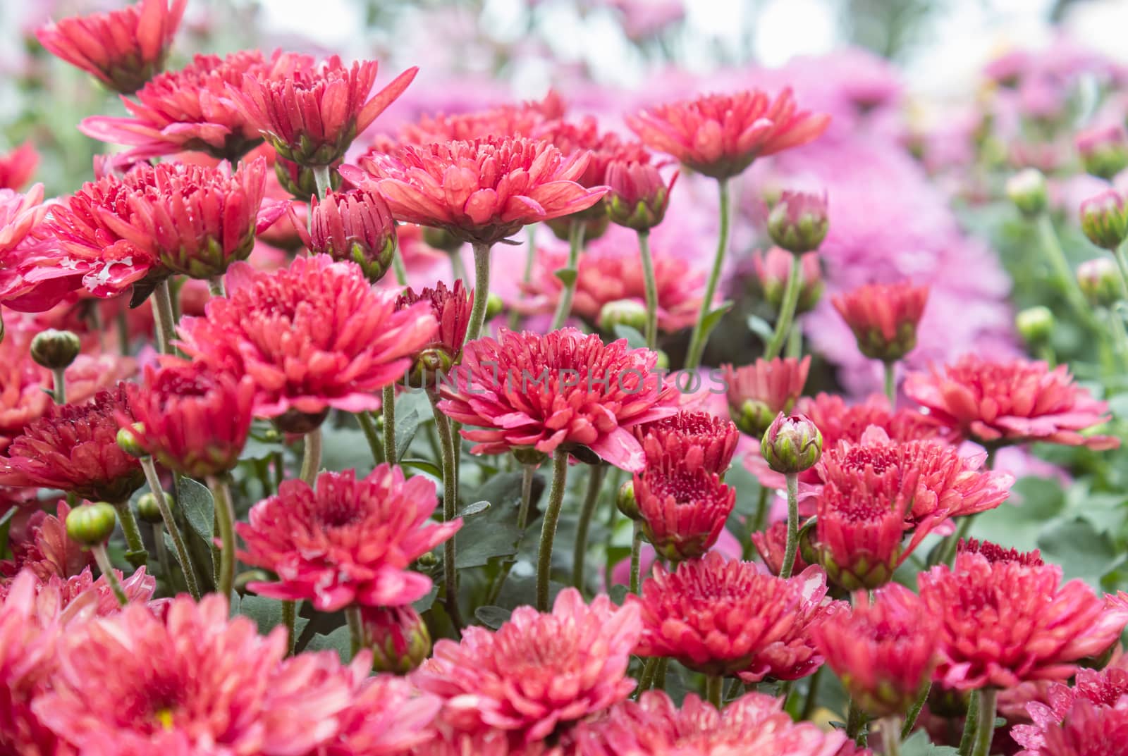 Red Chrysanthemum Flower in Garden and Water Drop with Natural Light and Green Leaves