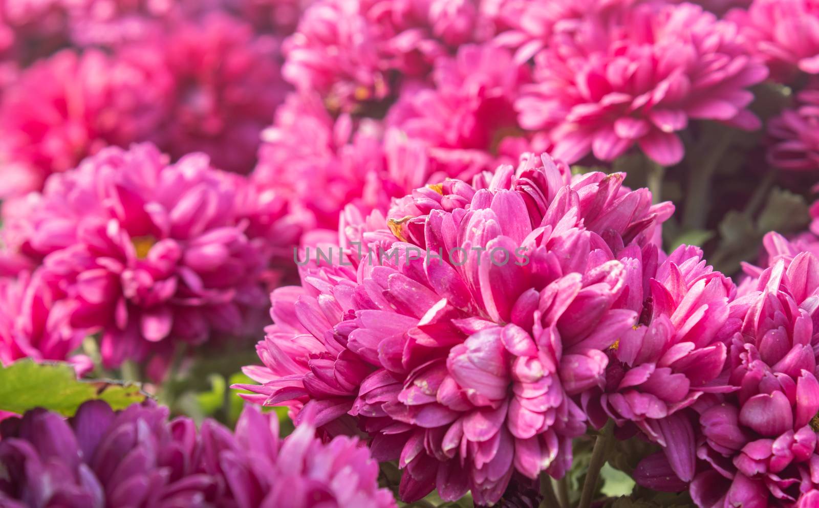 Magenta Chrysanthemum or Mums Flowers in Garden with Natural Light on Right Frame