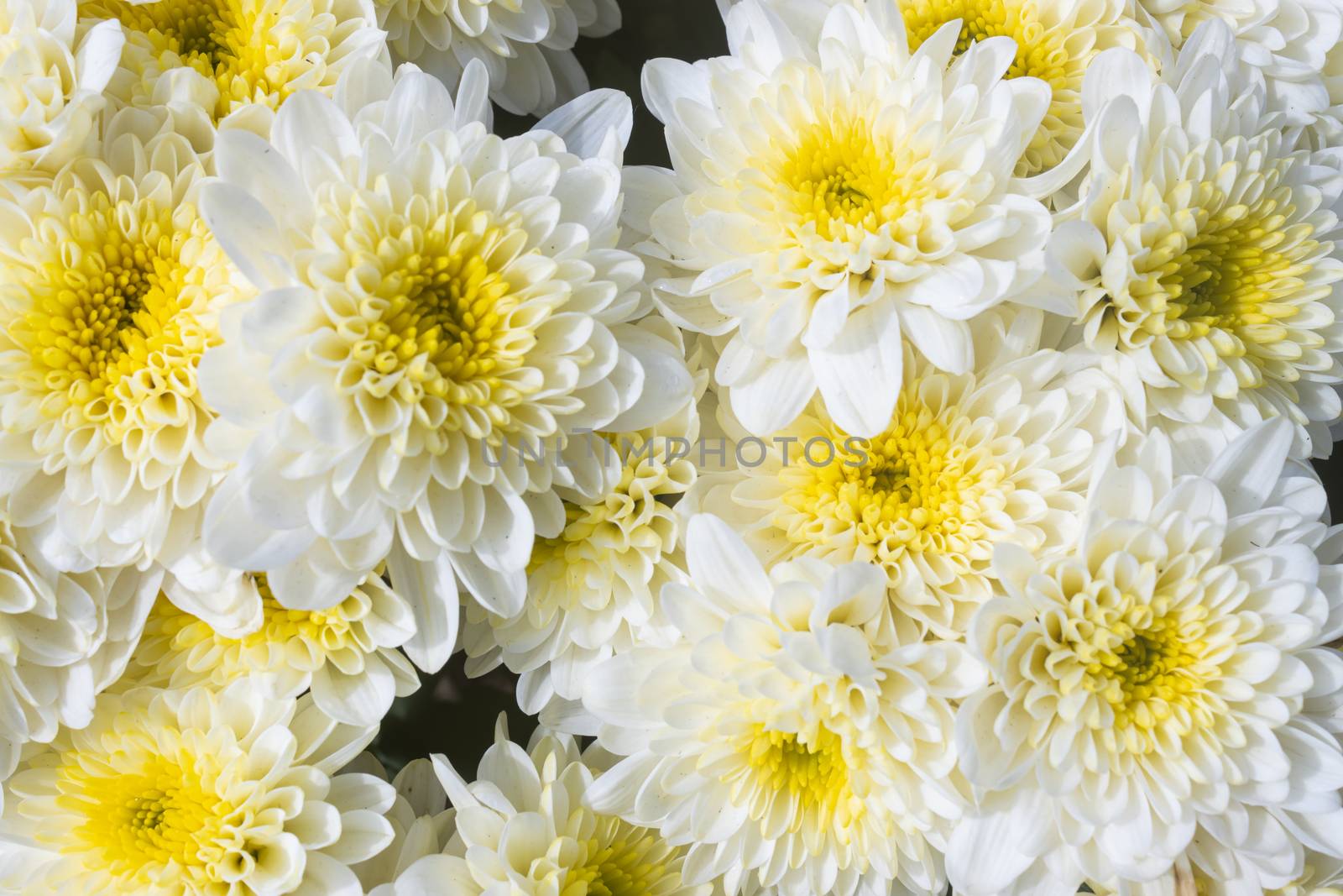 White Chrysanthemum or Mums Flowers in Garden with Natural Light by steafpong
