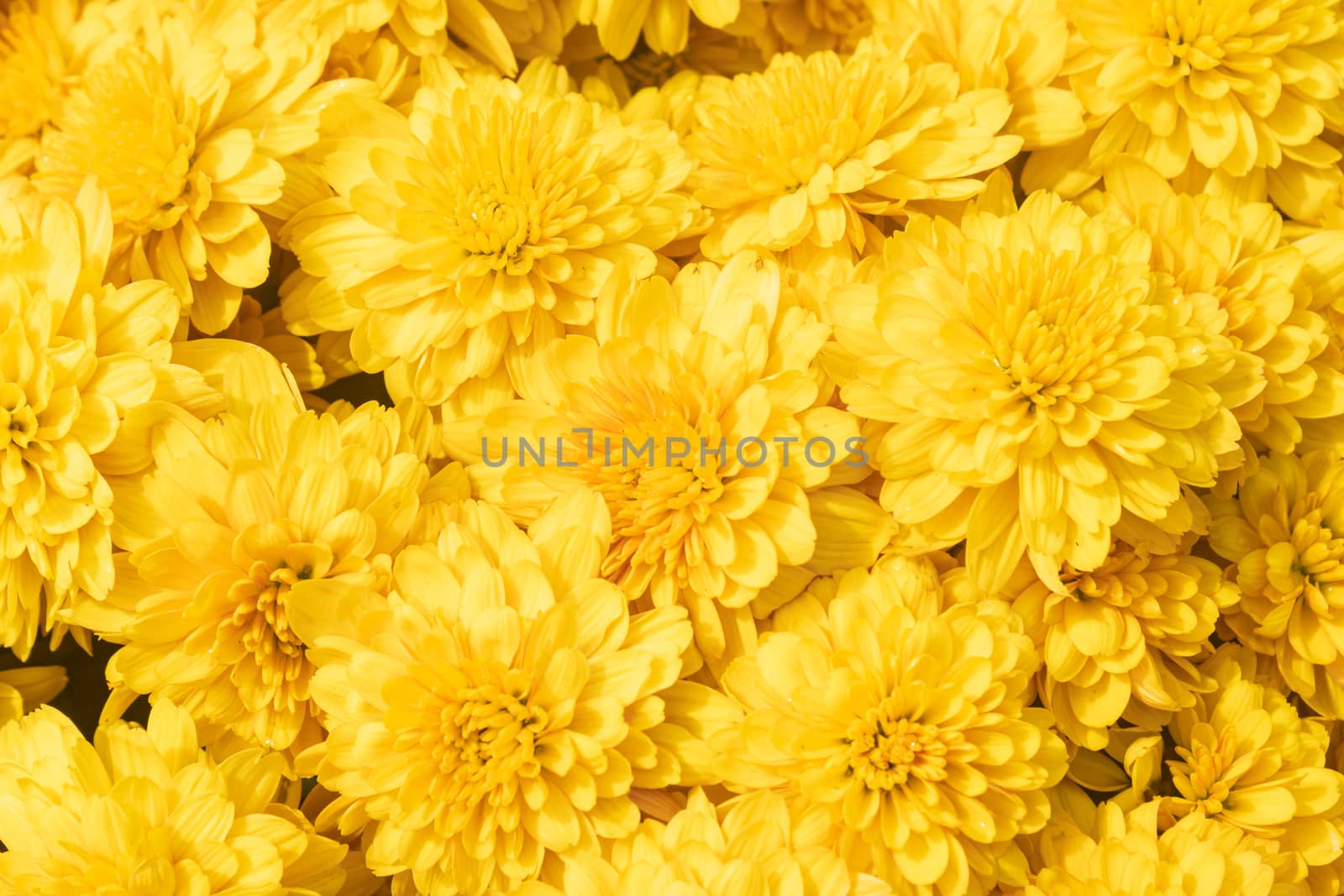 Yellow Chrysanthemum or Mums Flowers Background in Garden with Natural Light