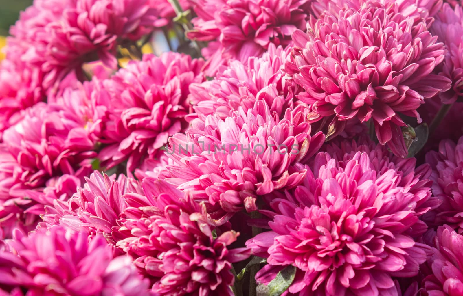 Magenta Chrysanthemum or Mums Flowers Background in Garden  with Natural Light