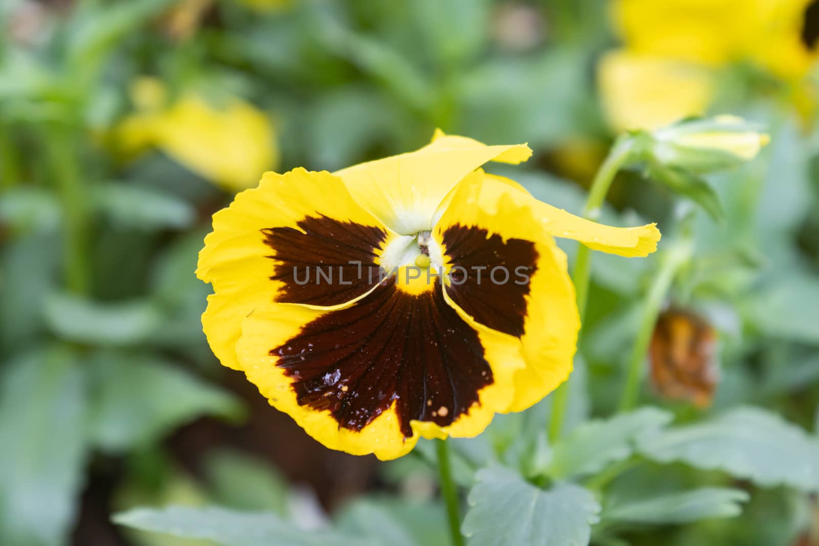 Pansy Flower and Water Drop in Garden by steafpong