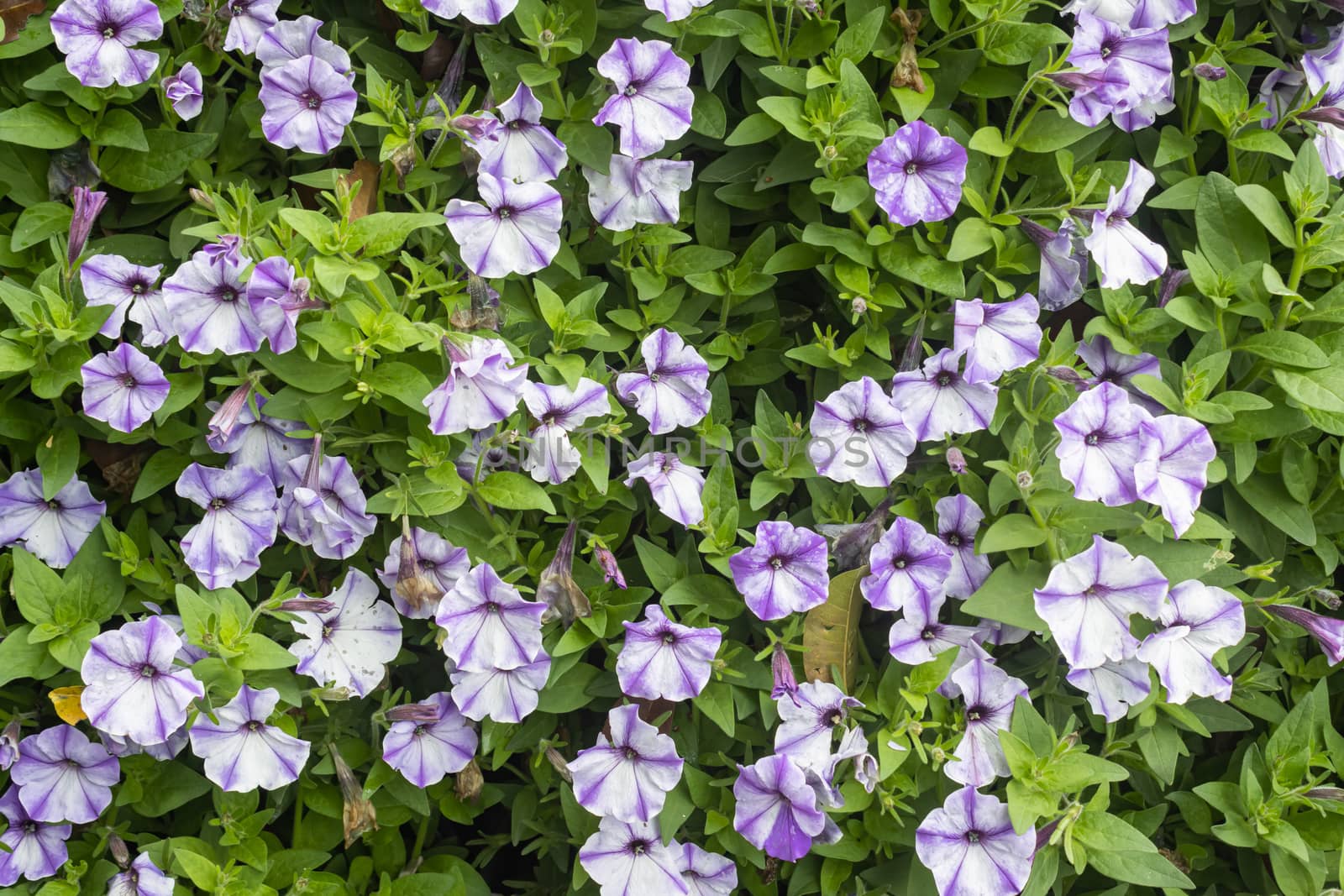 Purple or Violet Petunia Flower with Natural Light by steafpong