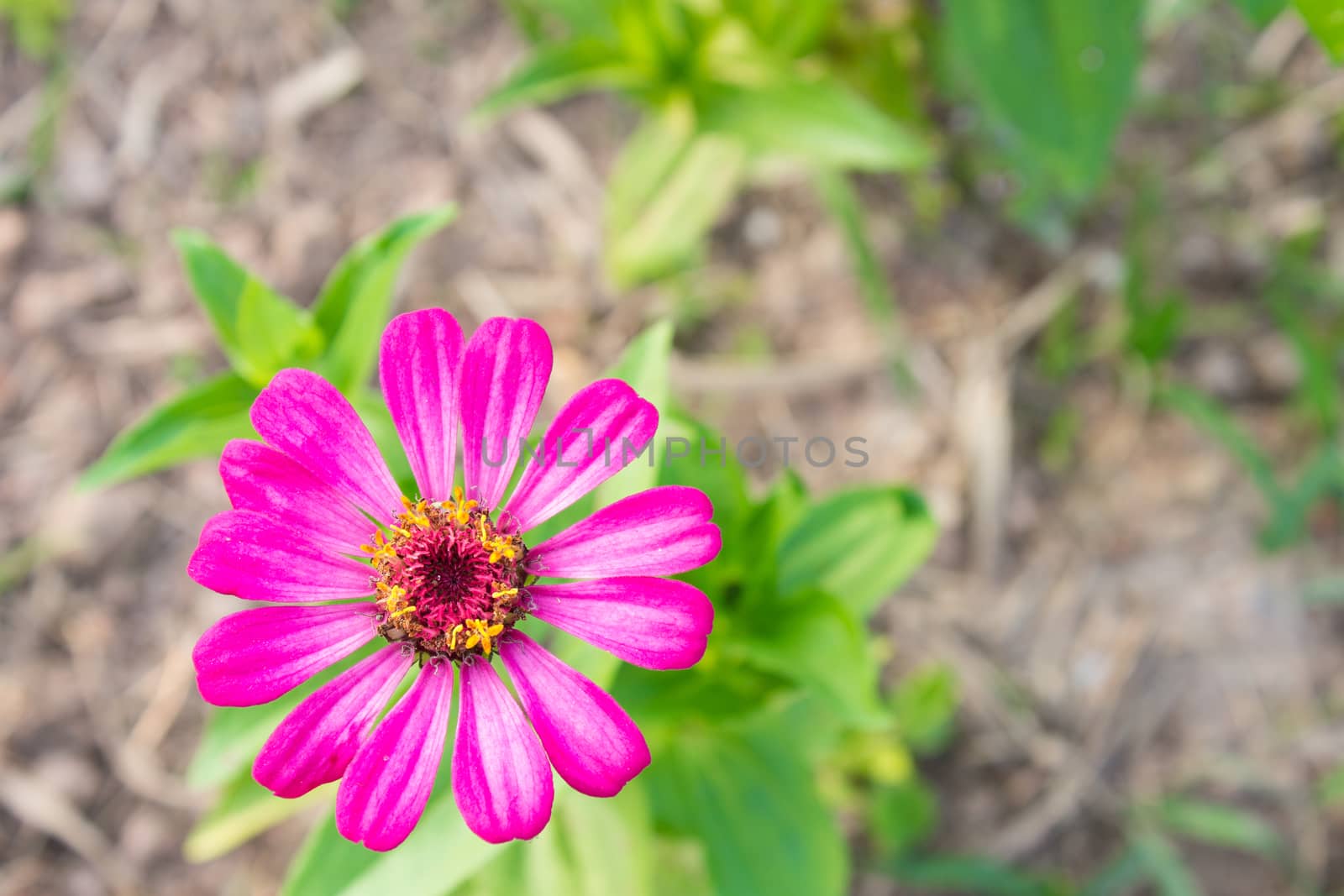 Pink zinnia blossom at bottom left. Zinnia in garden on top view.