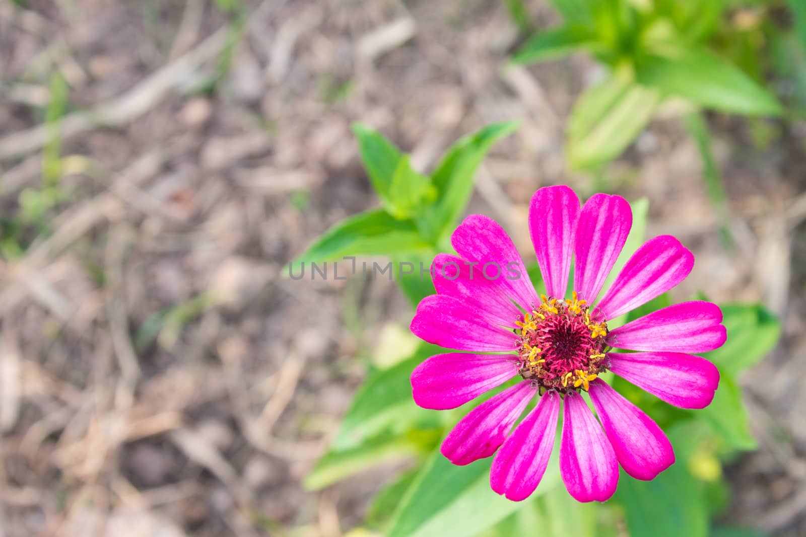 Pink Zinnia Flower at Bottom Right on Top View by steafpong