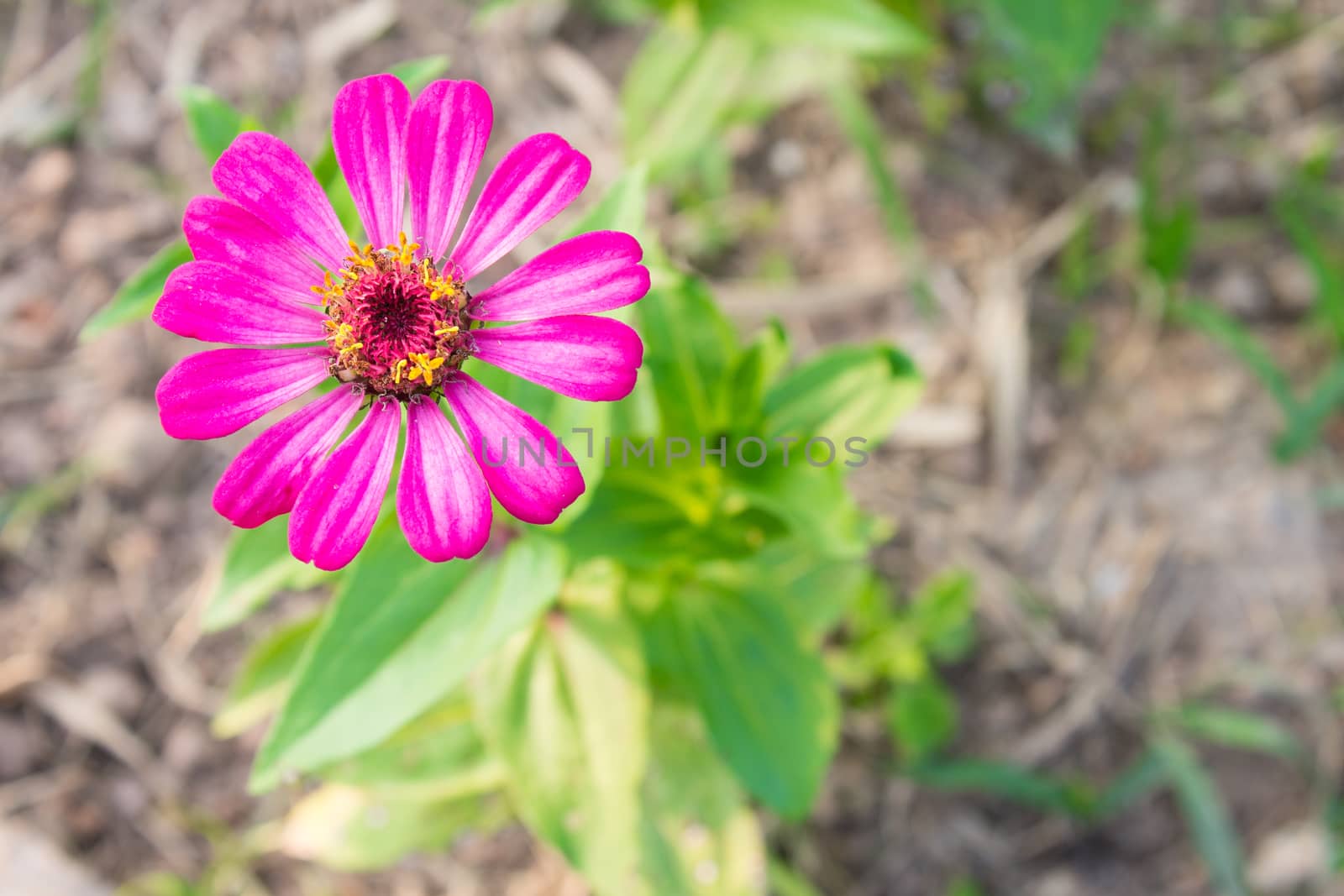 Pink Zinnia Flower at Top Left on Top View by steafpong