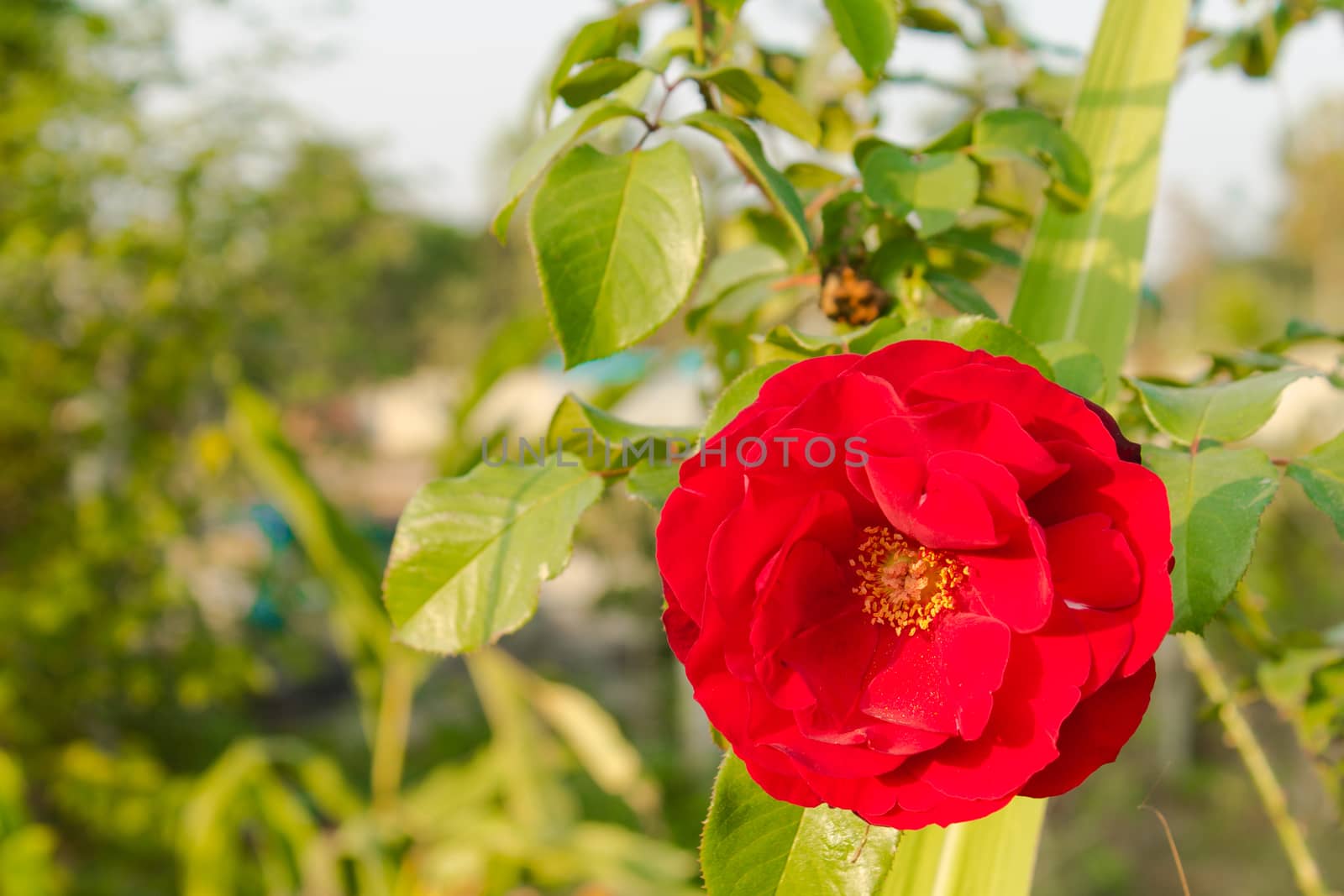 Abloom red rose within soft yellow light from Sunset. Rose for love and romantic event.