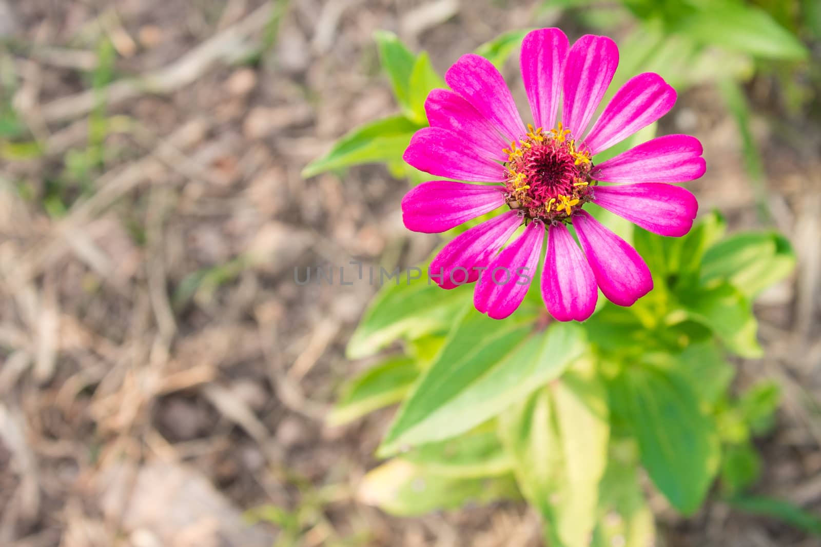 Pink zinnia blossom at top right. Zinnia in garden on top view.