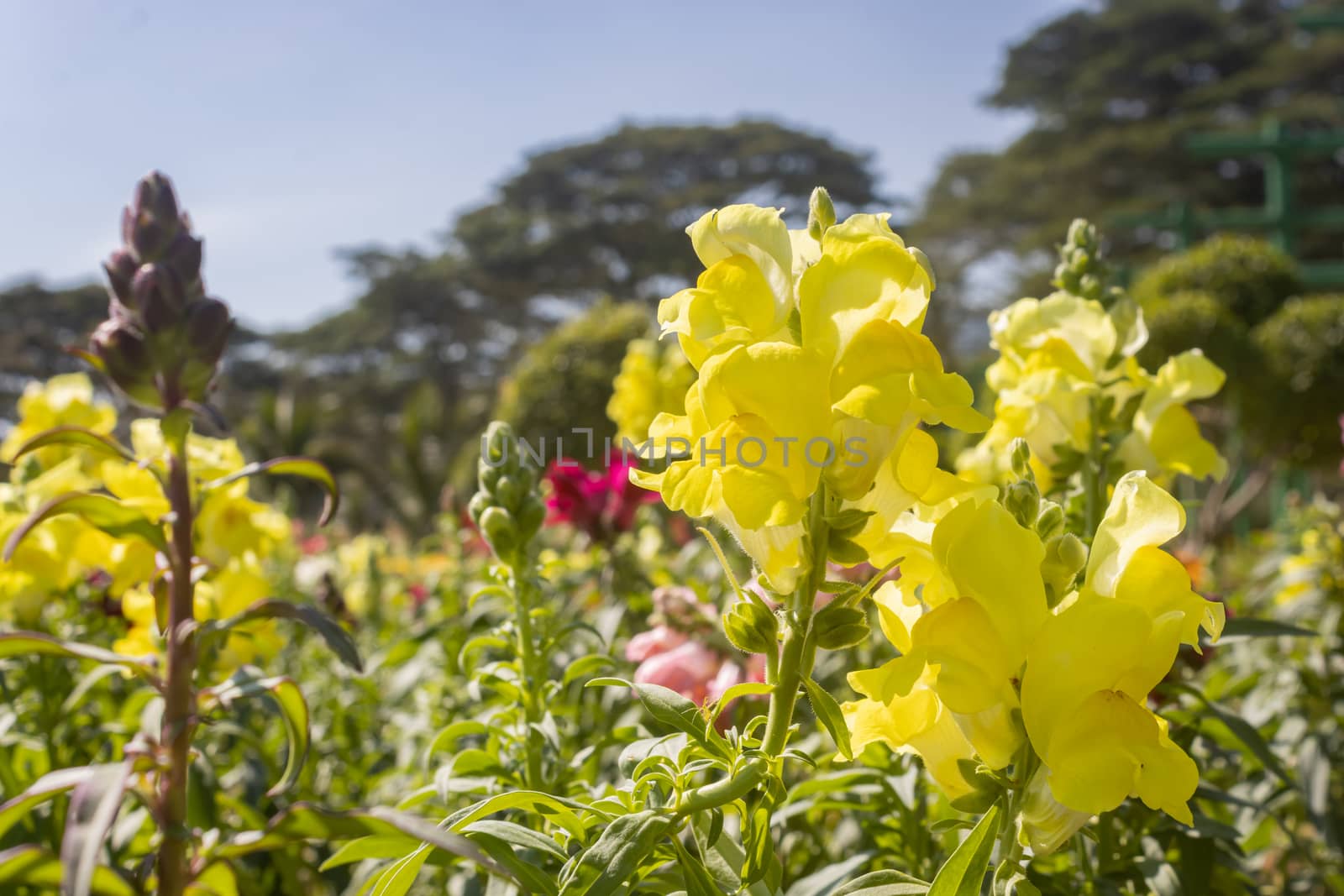 Yellow Snapdragon Flowers or Antirrhinum Majus with Natural Light in Garden on Blue Sky Background