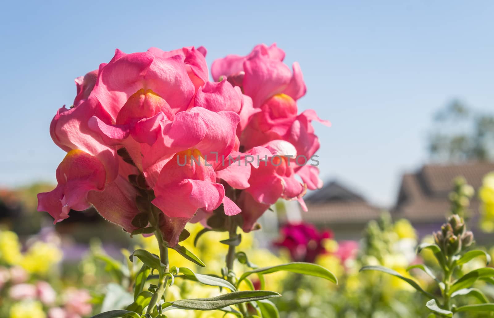 Pink Snapdragon Flowers or Antirrhinum Majus in Garden with Natural Light in Close up View