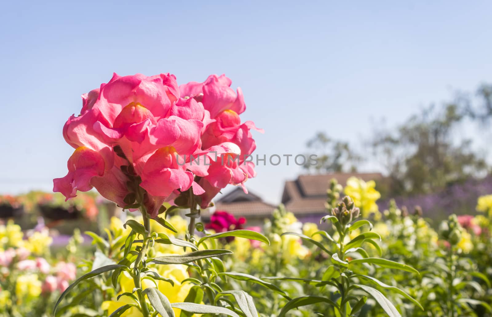 Pink Snapdragon Flowers or Antirrhinum Majus in Garden on Left V by steafpong