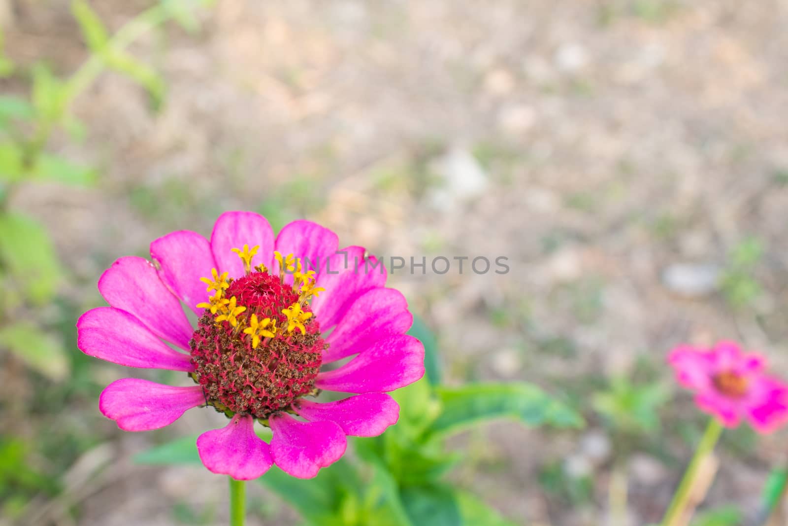 Pink Zinnia Flower at Bottom Left Closeup by steafpong