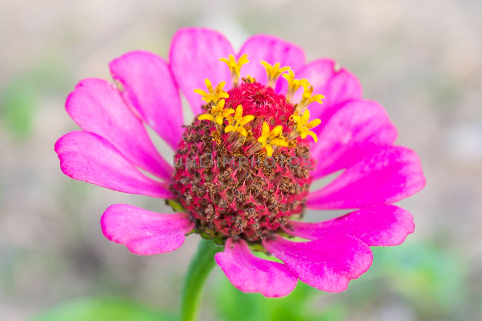 Pink zinnia blossom at center closeup. Zinnia bloom in garden on green leaf background.