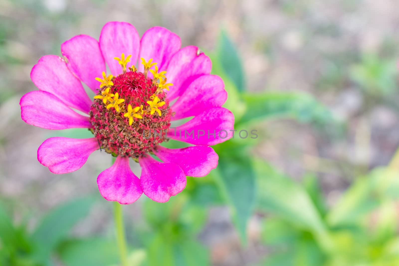 Pink zinnia blossom at top left closeup. Zinnia bloom in garden on green leaf background.