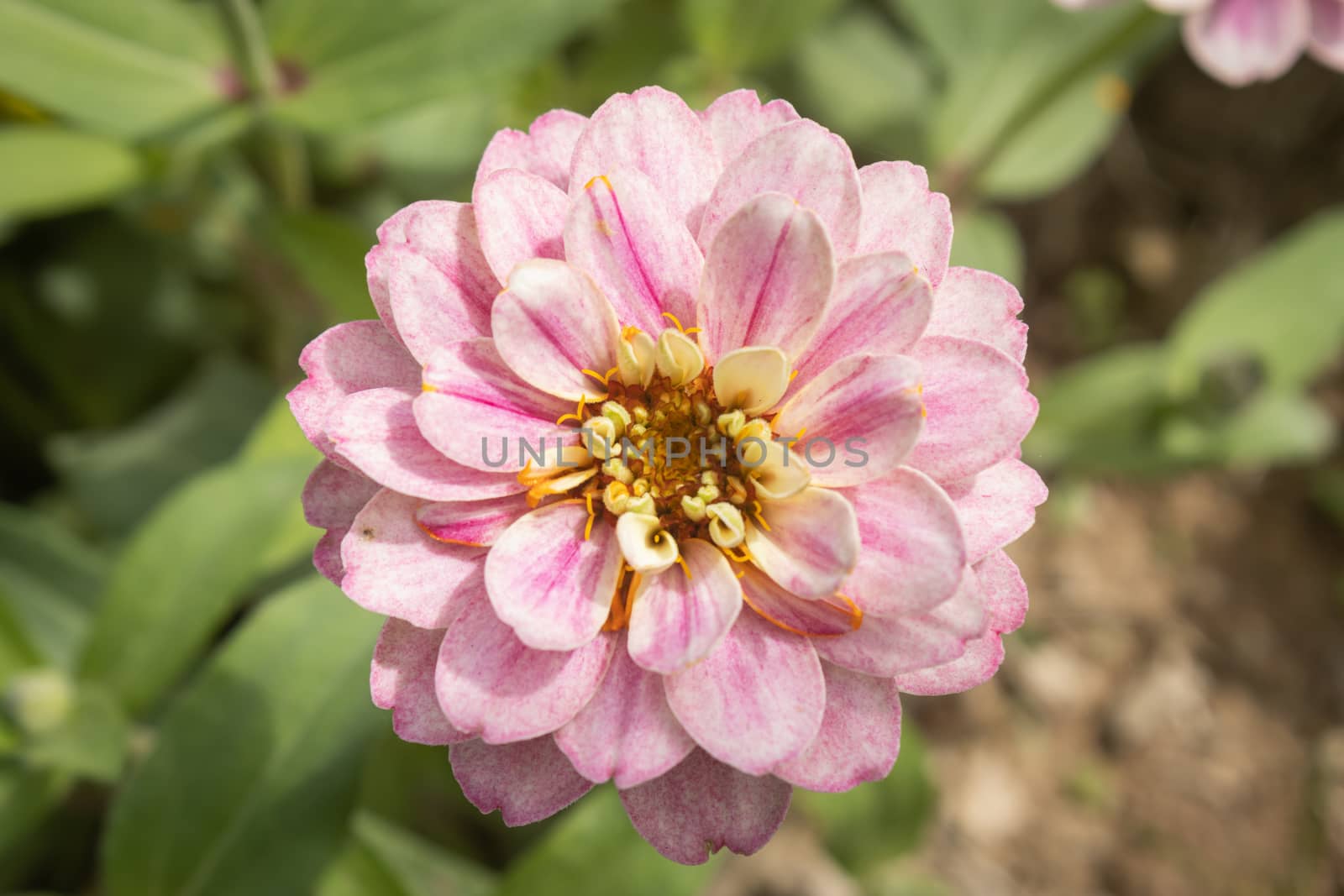 Pink Zinnia Flower in Garden Background with Natural Light on Center Frame