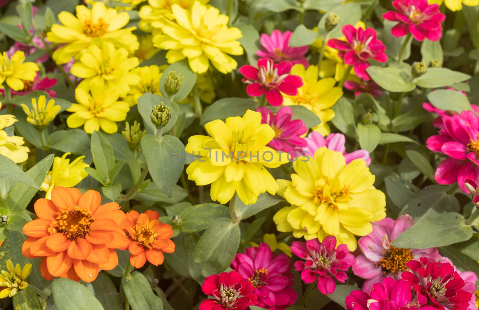 Colorful Zinnia Flower in Garden Background with Natural Light