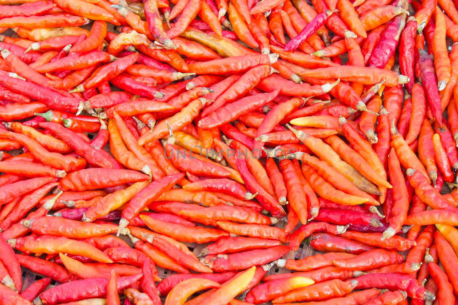 Group of Dried Chili by steafpong