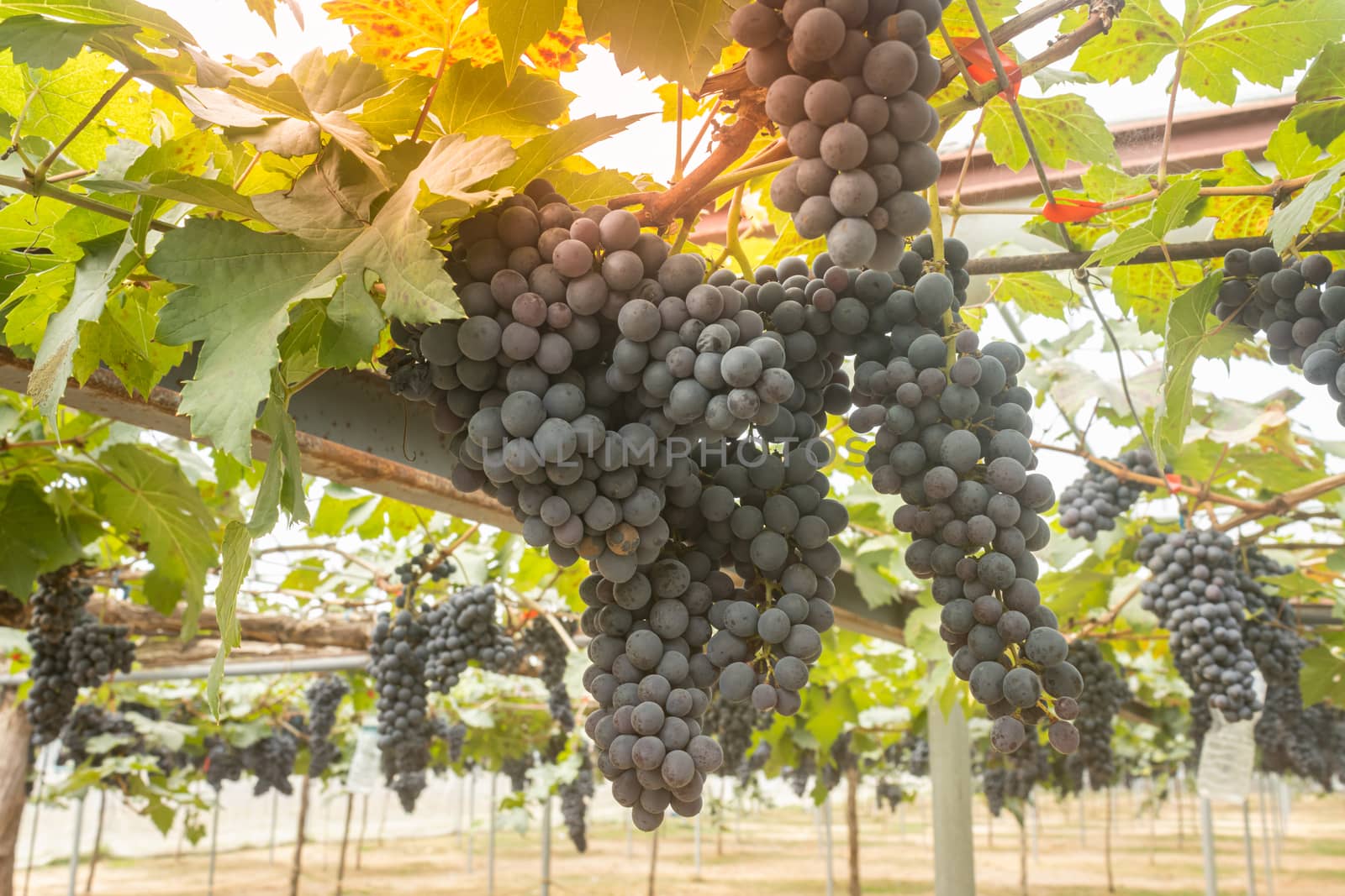 Black Grape Bunch with Grape Leaves in Vineyard with Natural Light on Center Frame