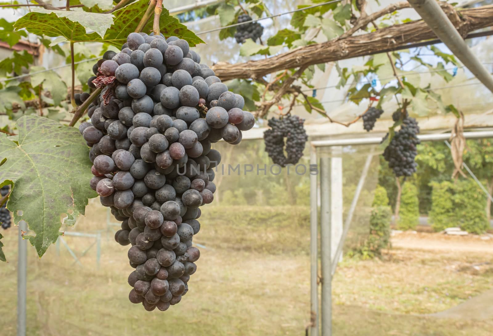 Black Grape Bunch with Grape Leaves in Vineyard with Natural Light on Left Frame