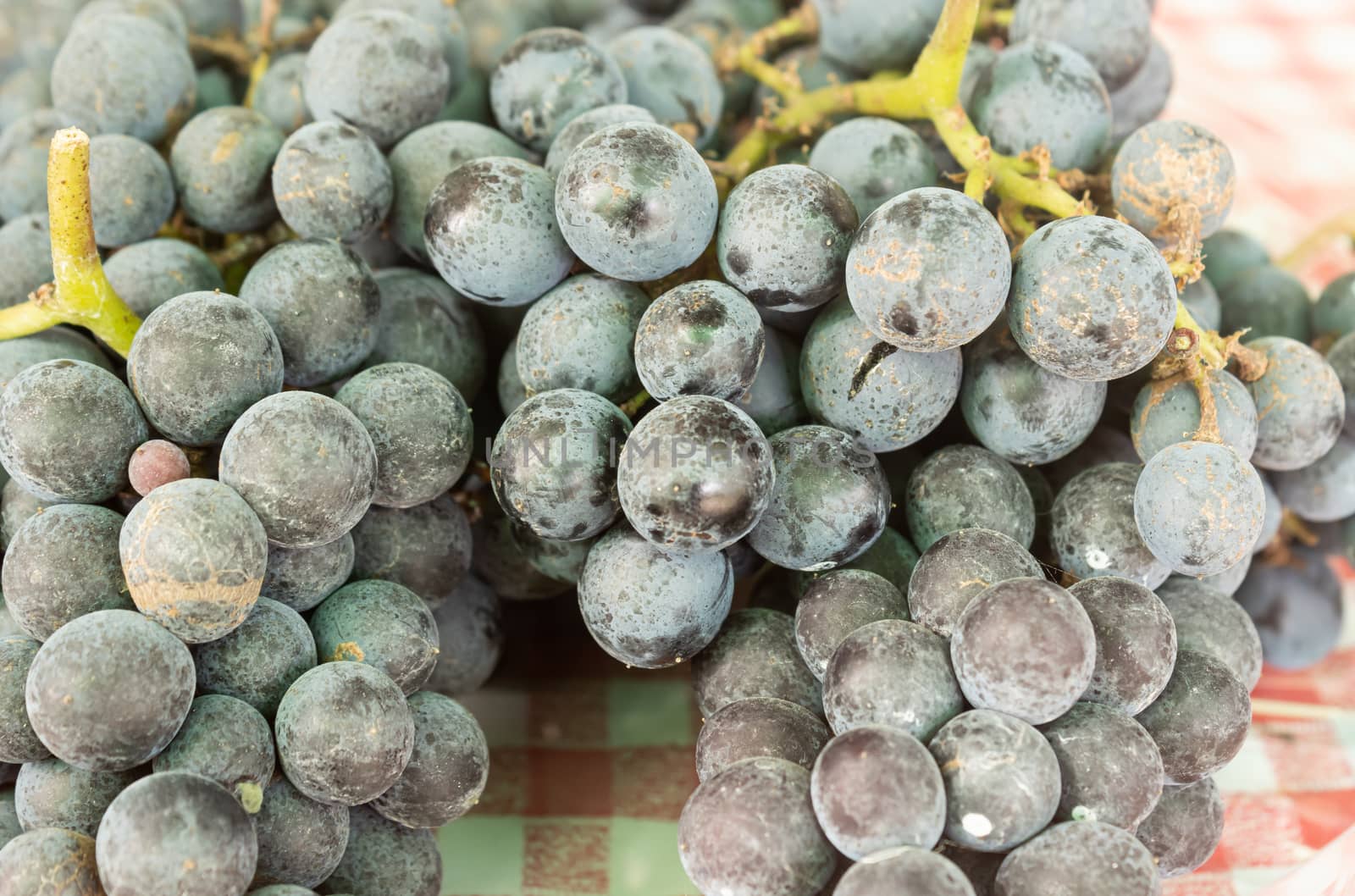 Black Grape Bunch on The Table with Natural Light