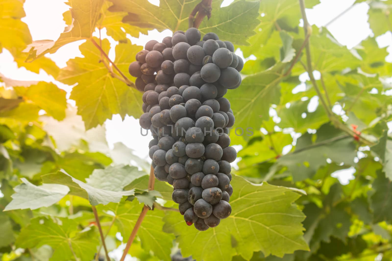 One Black Grape Bunch with Grape Leaves in Vineyard with Natural Light on Low Angle View