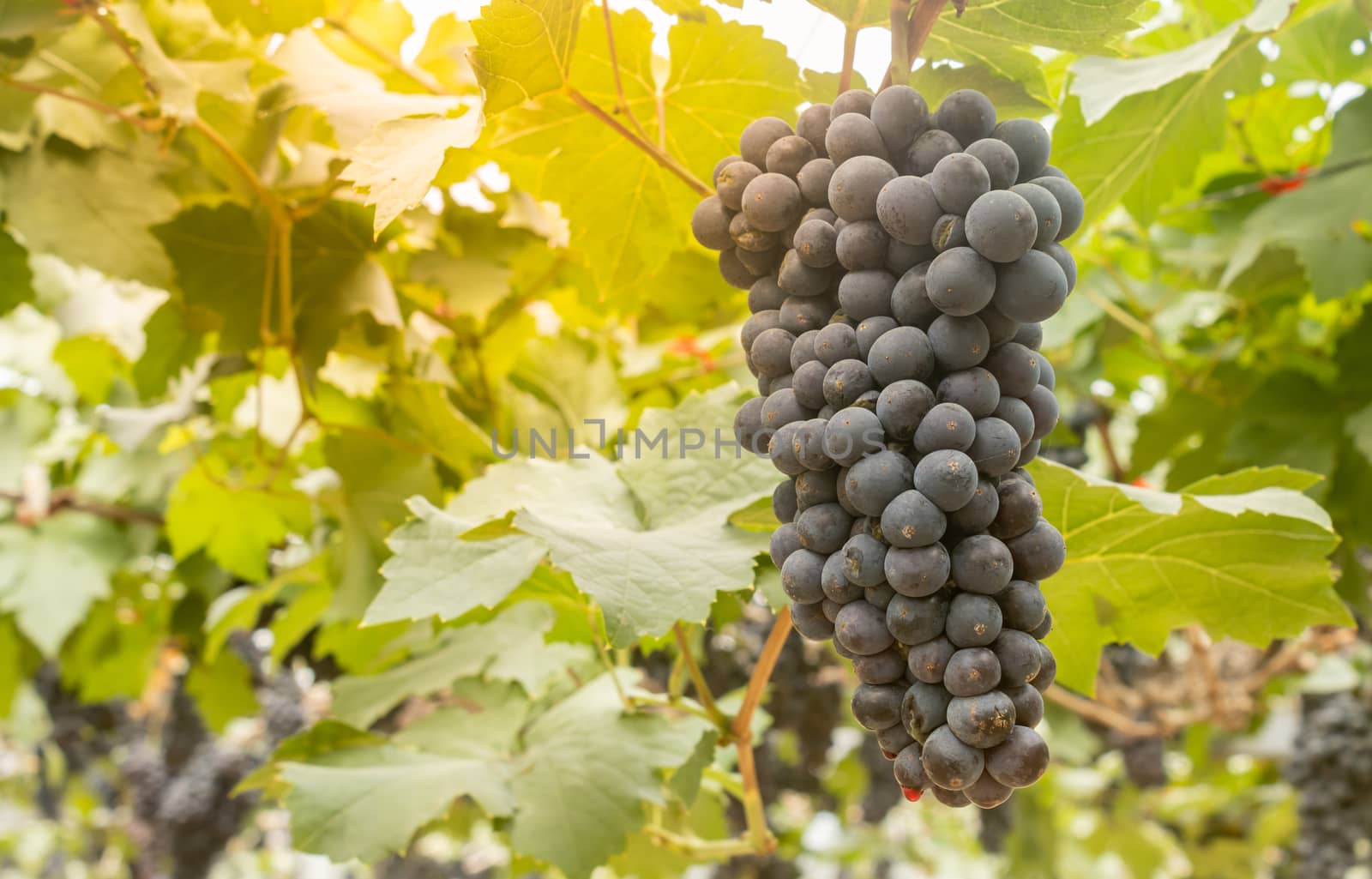 One Black Grape Bunch and Grape Leaves in Vineyard with Natural  by steafpong