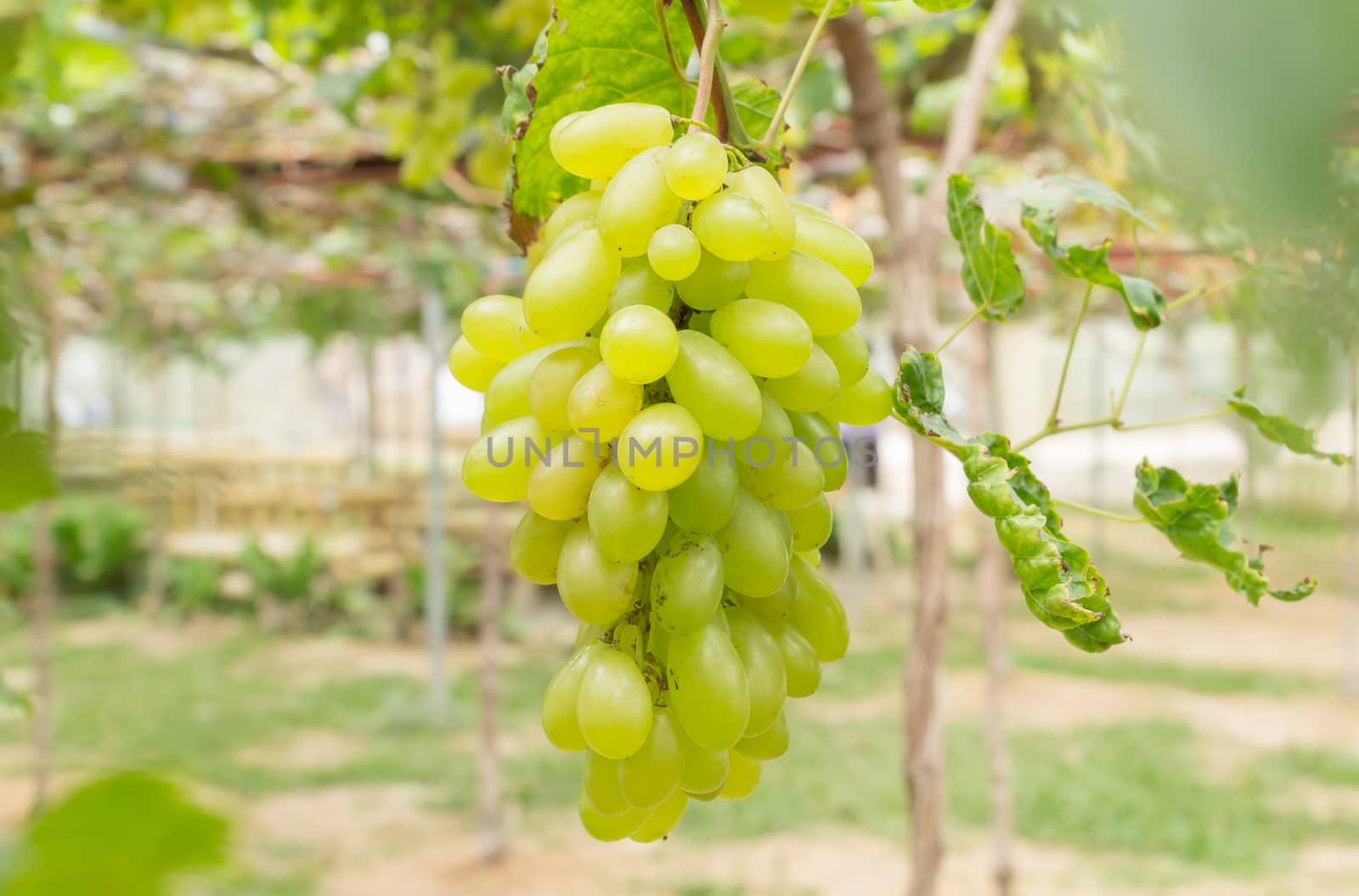 Green grapes in grape garden or vineyard. Green grapes with green leaf. Green grape vineyard in sunshine day. Ripe green grape for health or diet center or frame