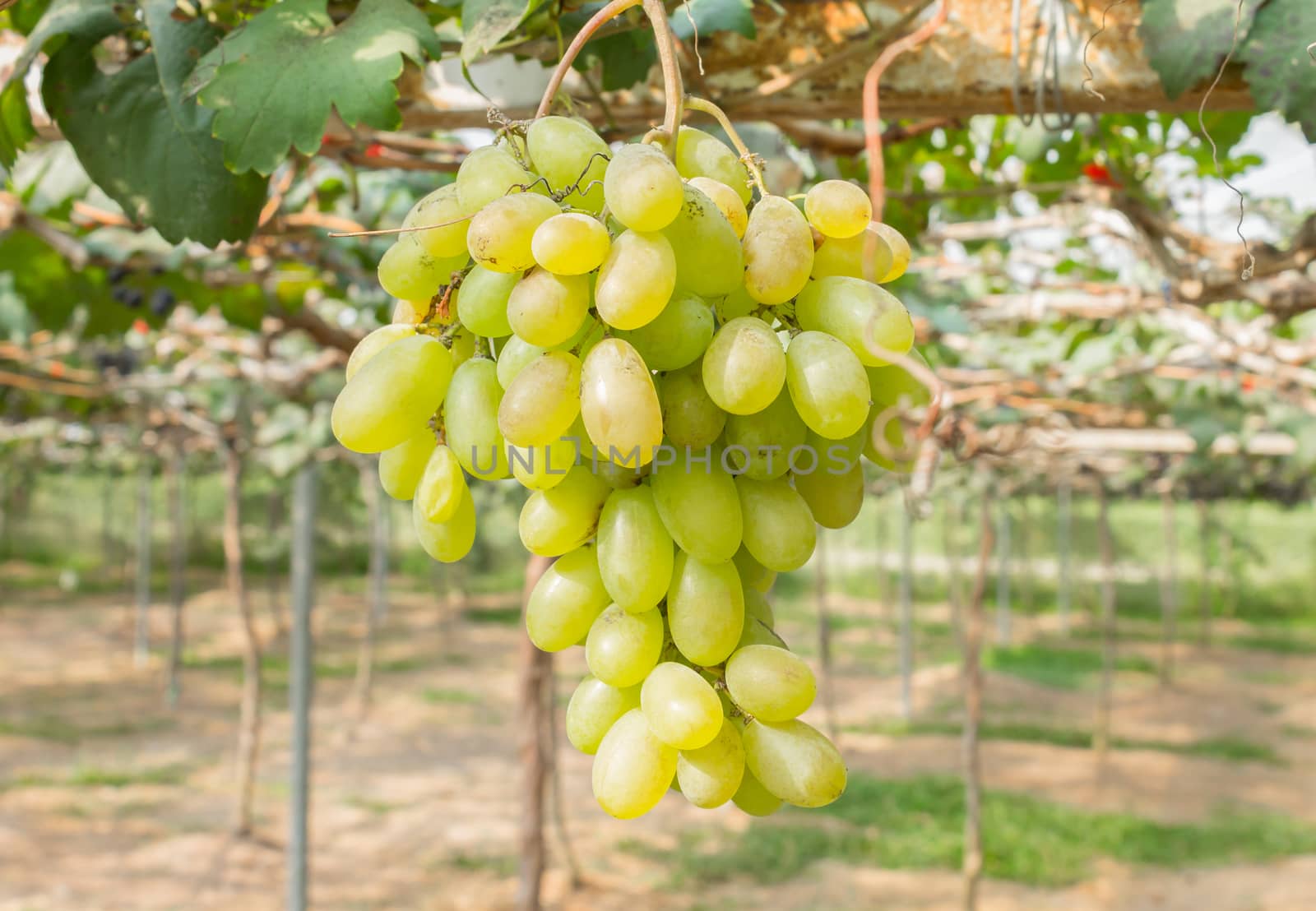 Green grapes in grape garden or vineyard. Green grapes with green leaf. Green grape vineyard in sunshine day. Ripe green grape for health or diet center position