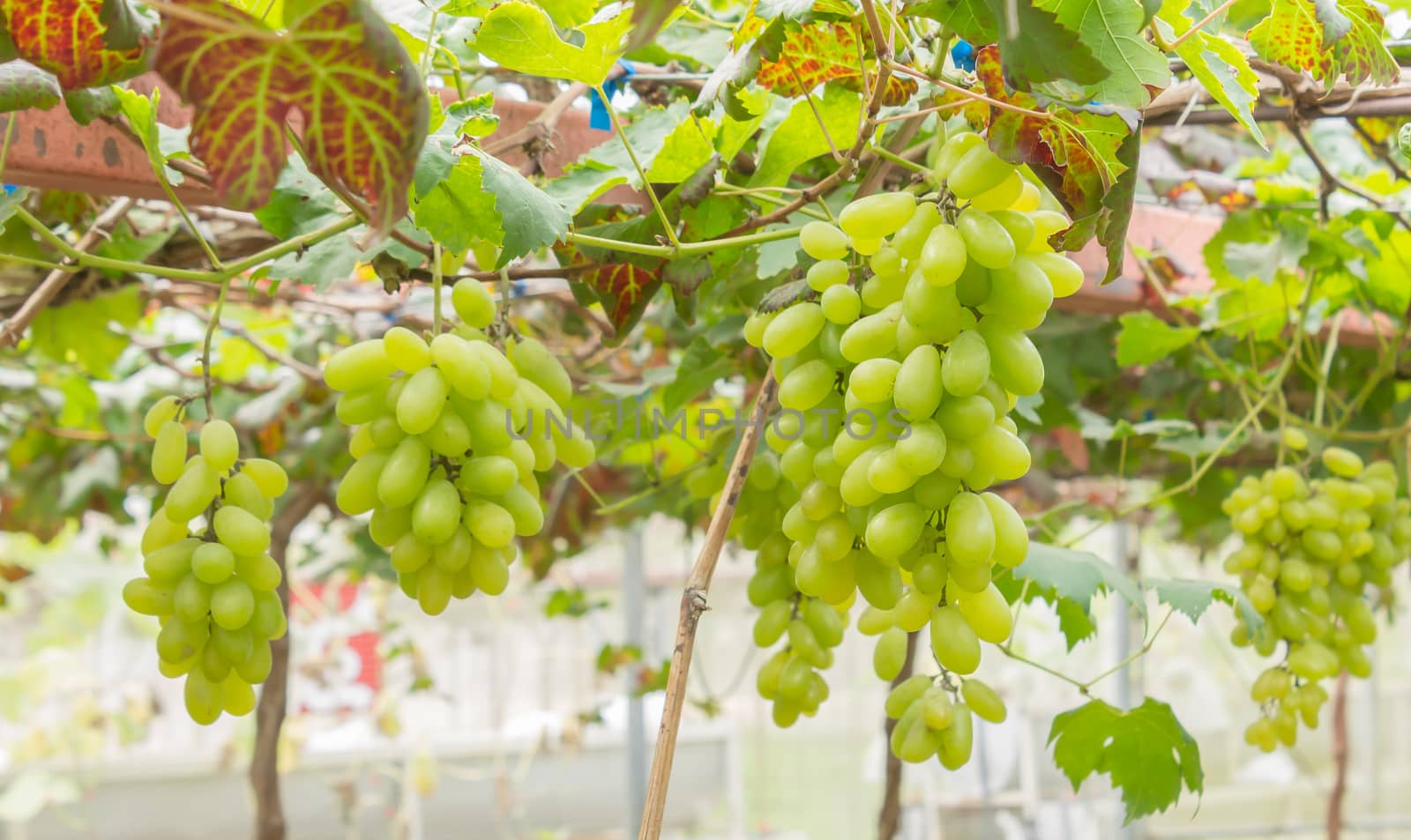 Green Grapes in Grape Garden or Vineyard with Vine by steafpong