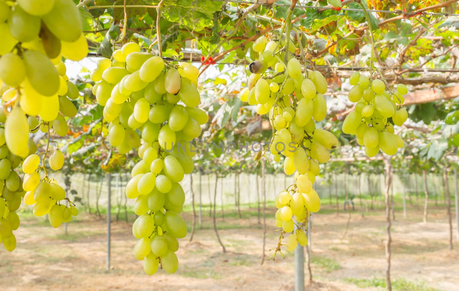 Green Grapes in Grape Garden or Vineyard by steafpong