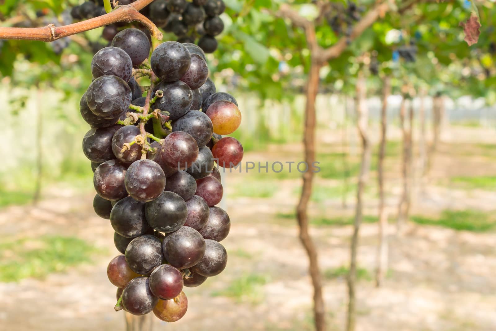 Red Grapes in Grape Garden or Vineyard Left Position by steafpong