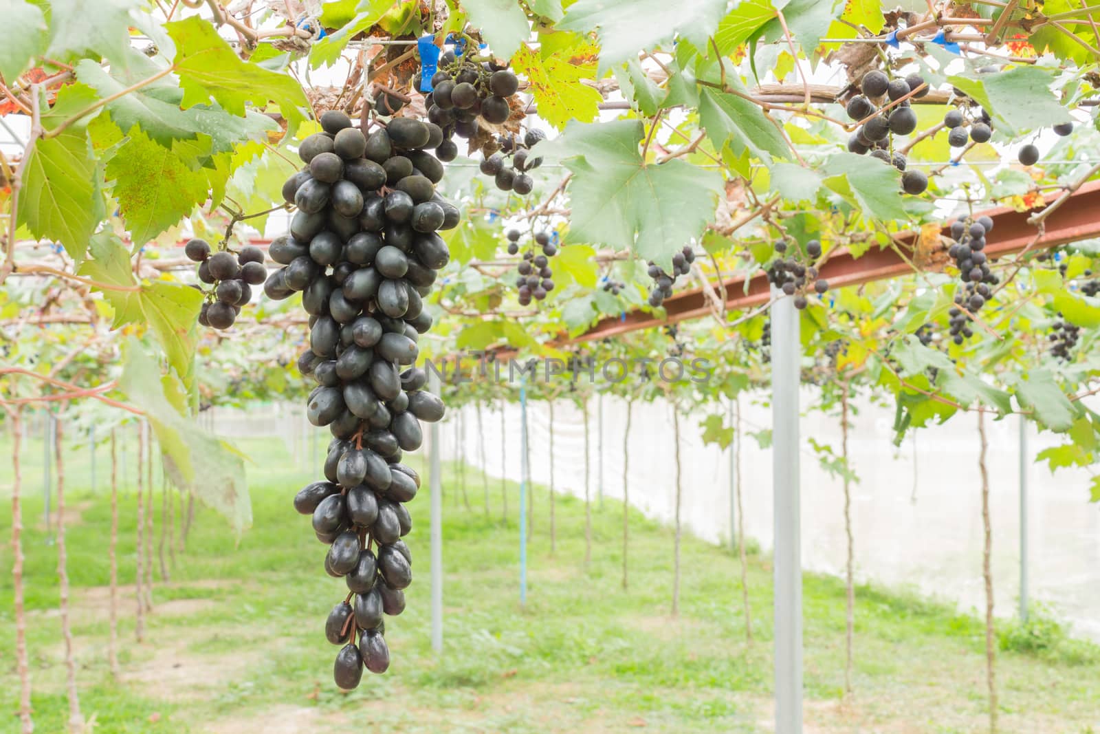 Black Grapes in Grape Garden or Vineyard Left Position by steafpong