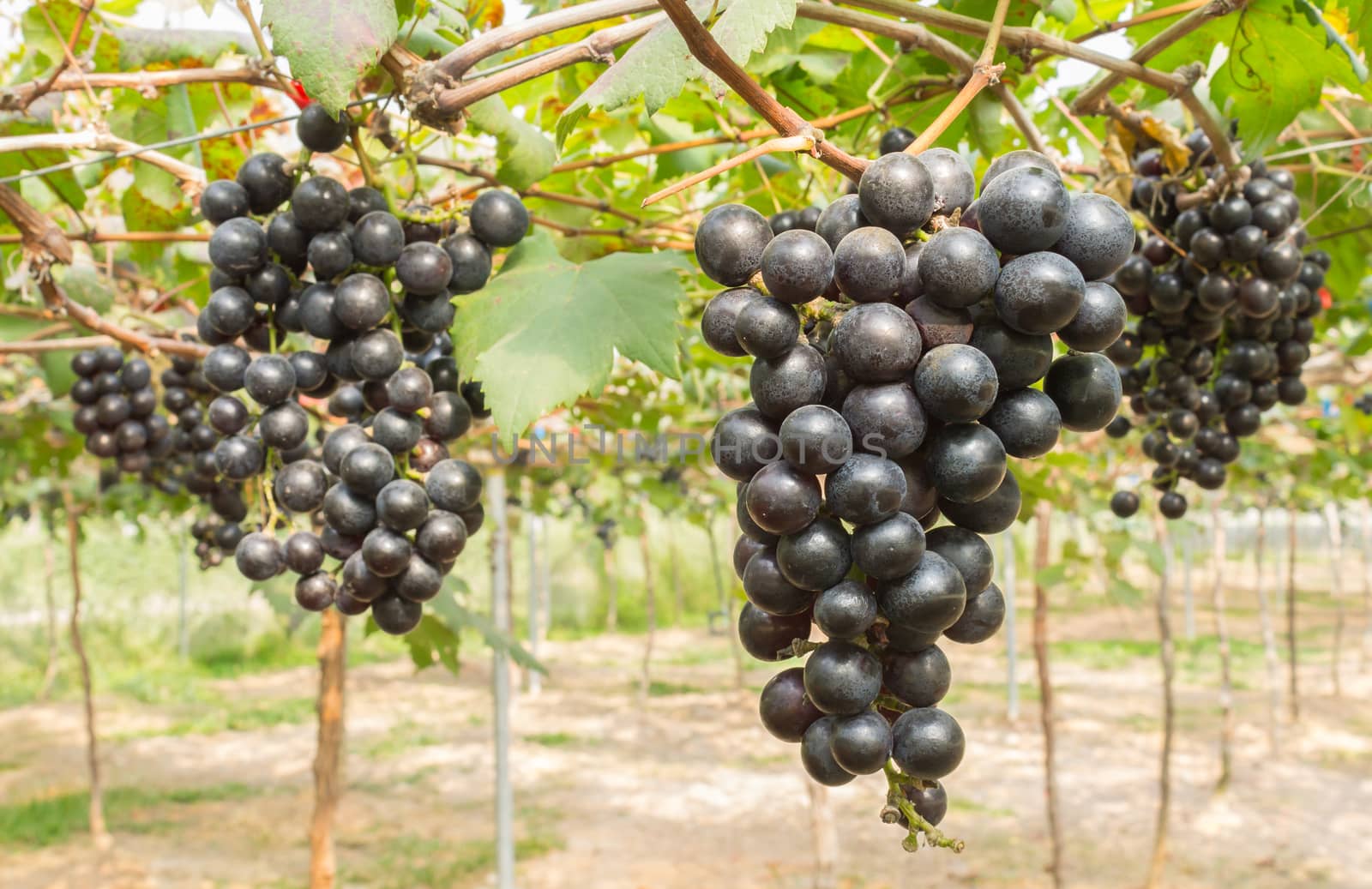 Black Grapes in Grape Garden or Vineyard Right Position by steafpong